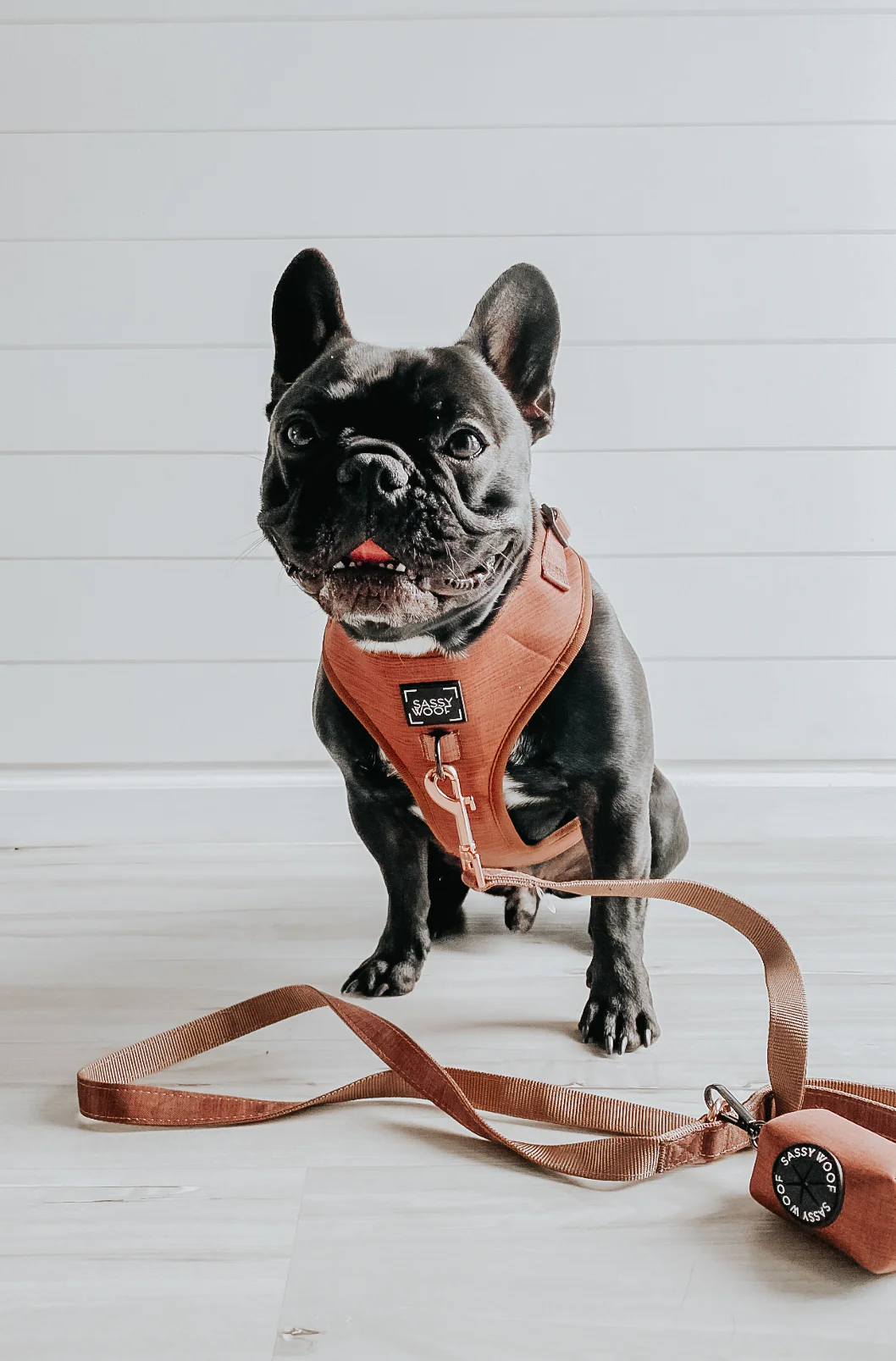 Dog Waste Bag Holder - Teddy - Image 6