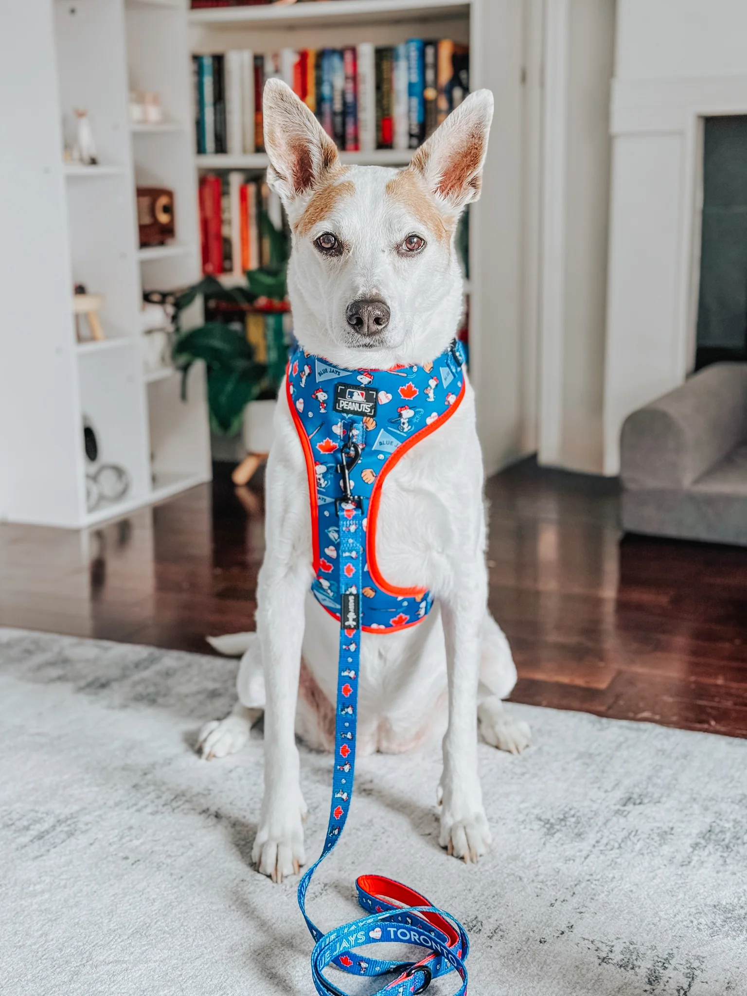 Dog Adjustable Harness - MLB™ x Peanuts™ Toronto Blue Jays™ - Image 9