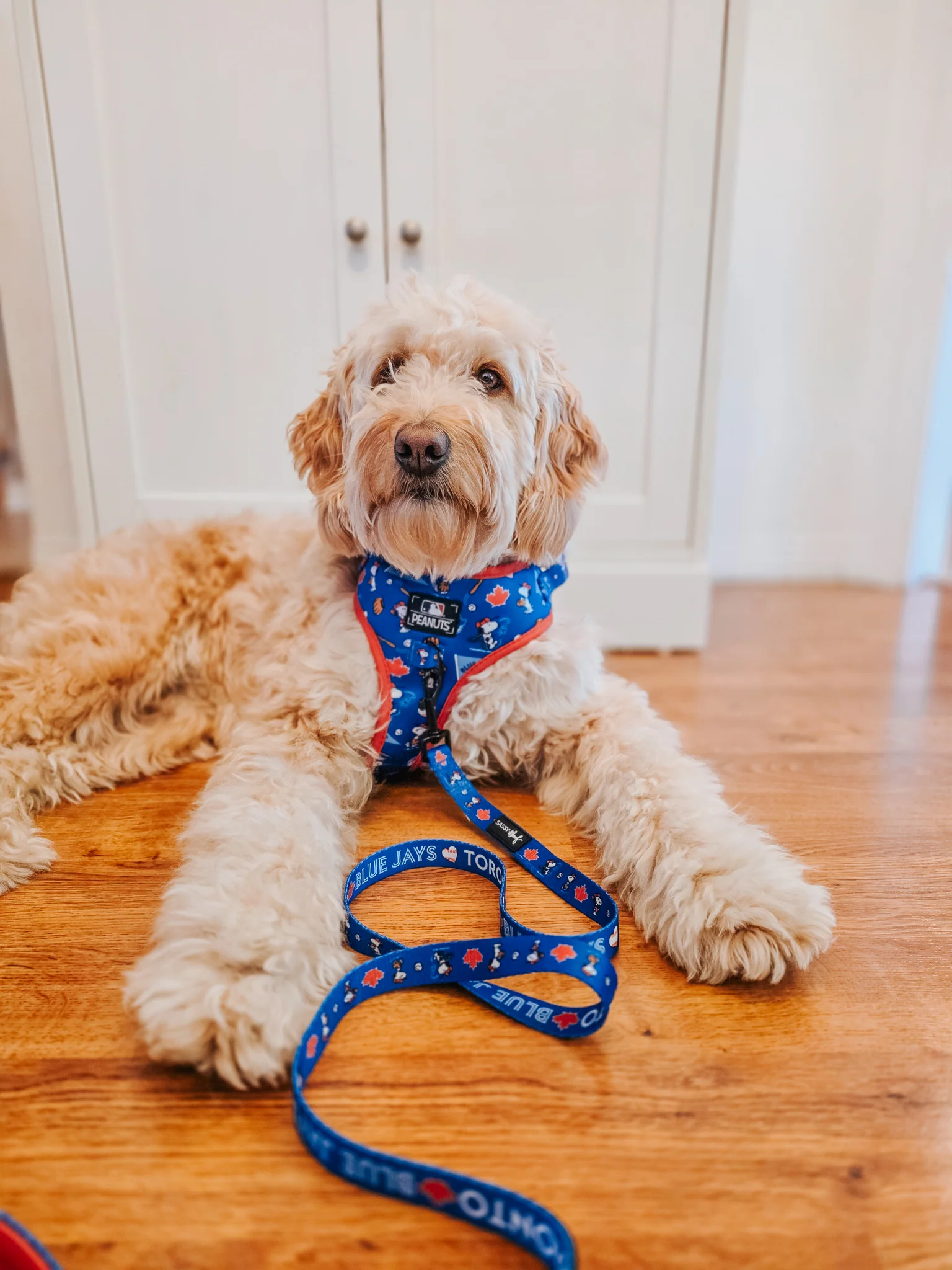 Harness Three Piece Bundle - MLB™ x Peanuts™ Toronto Blue Jays™ - Image 13