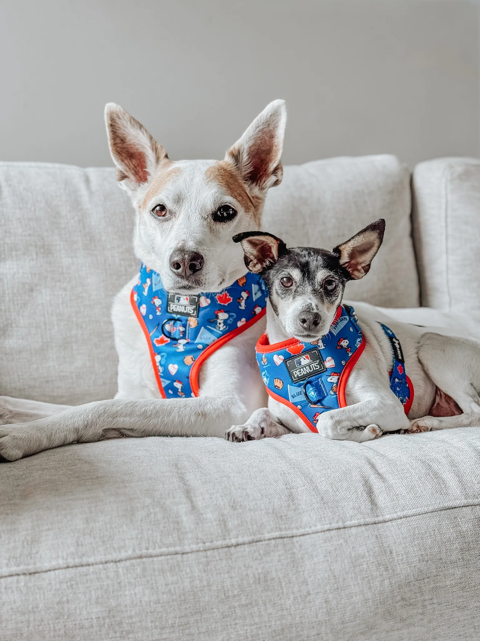 Harness Three Piece Bundle - MLB™ x Peanuts™ Toronto Blue Jays™ - Image 14