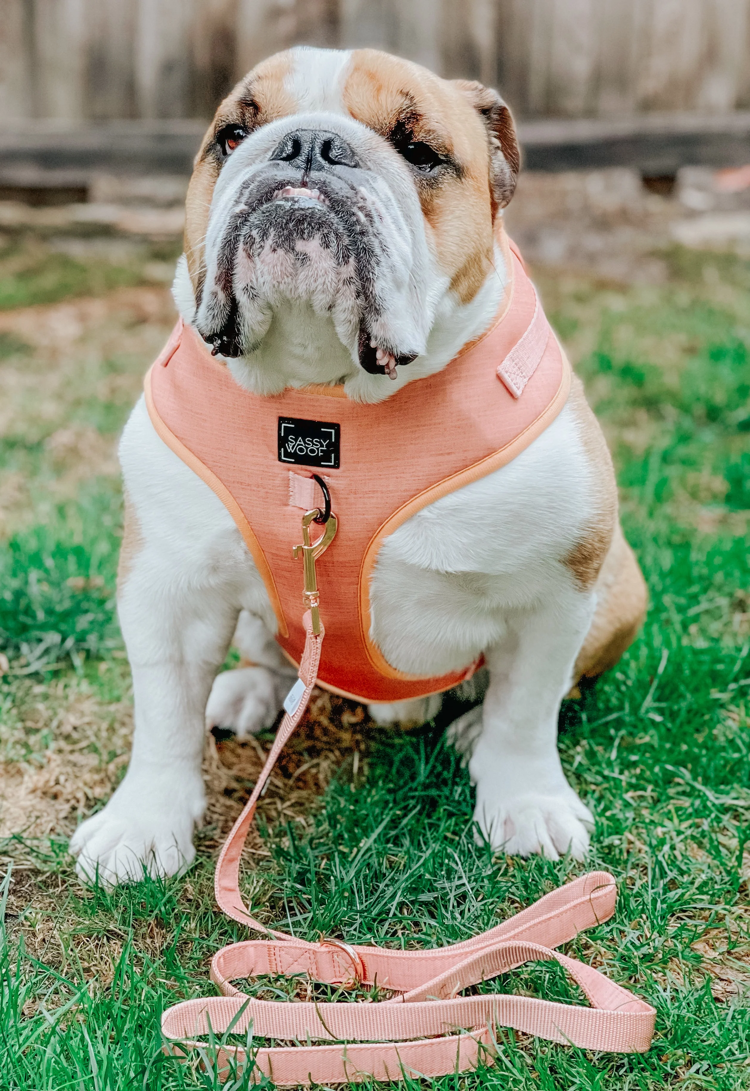 Dog Leash - Apple Cider - Image 10