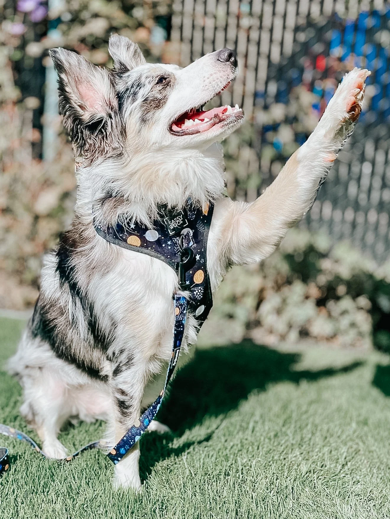 Dog Leash - To the Stars and Beyond - Image 8