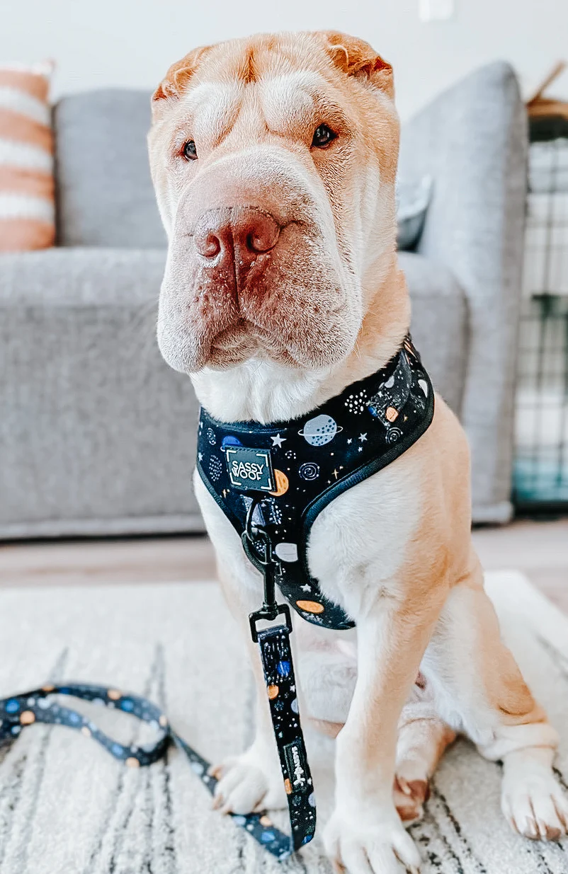 Dog Leash - To the Stars and Beyond - Image 9