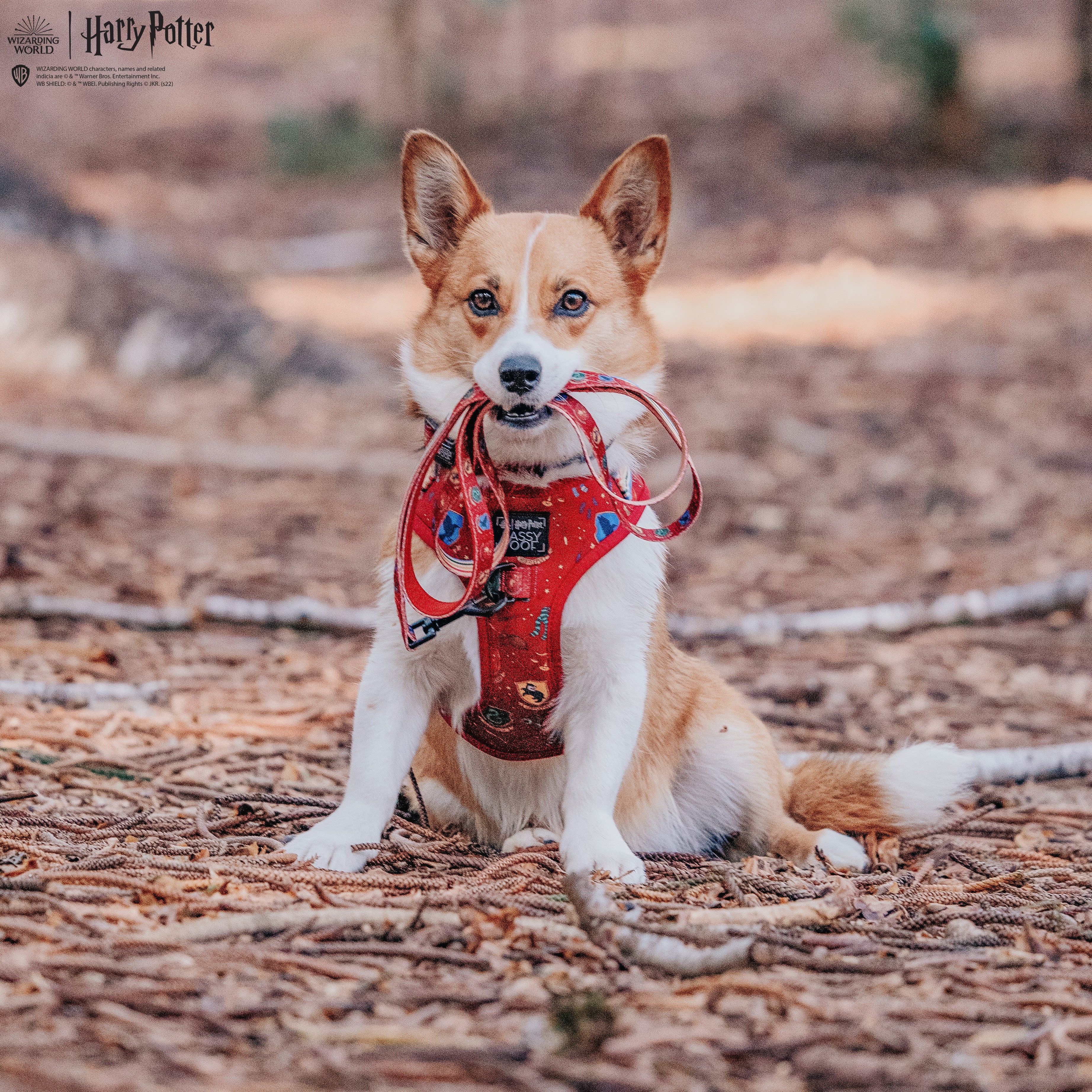 Dog Leash - Harry Potter™ - Image 10
