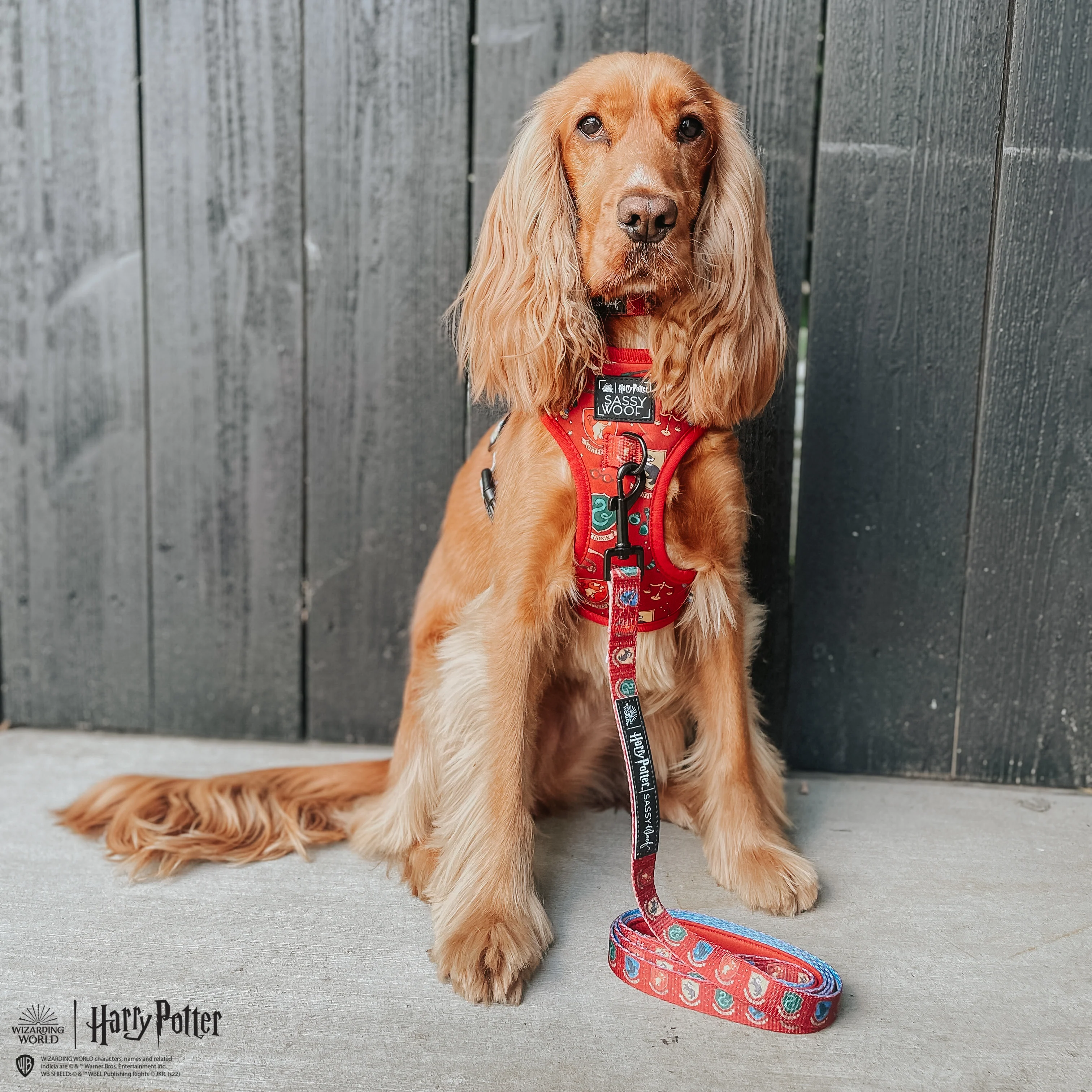 Dog Leash - Harry Potter™ - Image 17