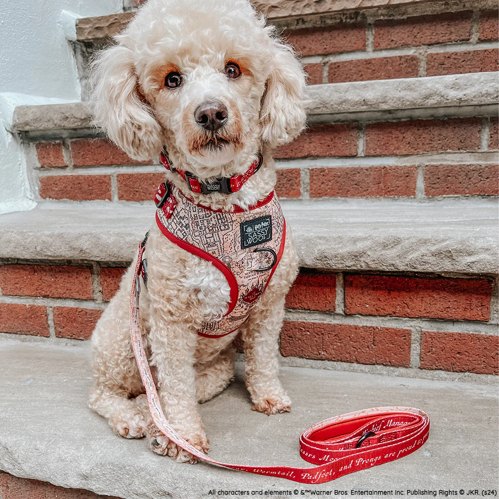 Dog Leash - Harry Potter™ Marauder's Map™ - Image 7