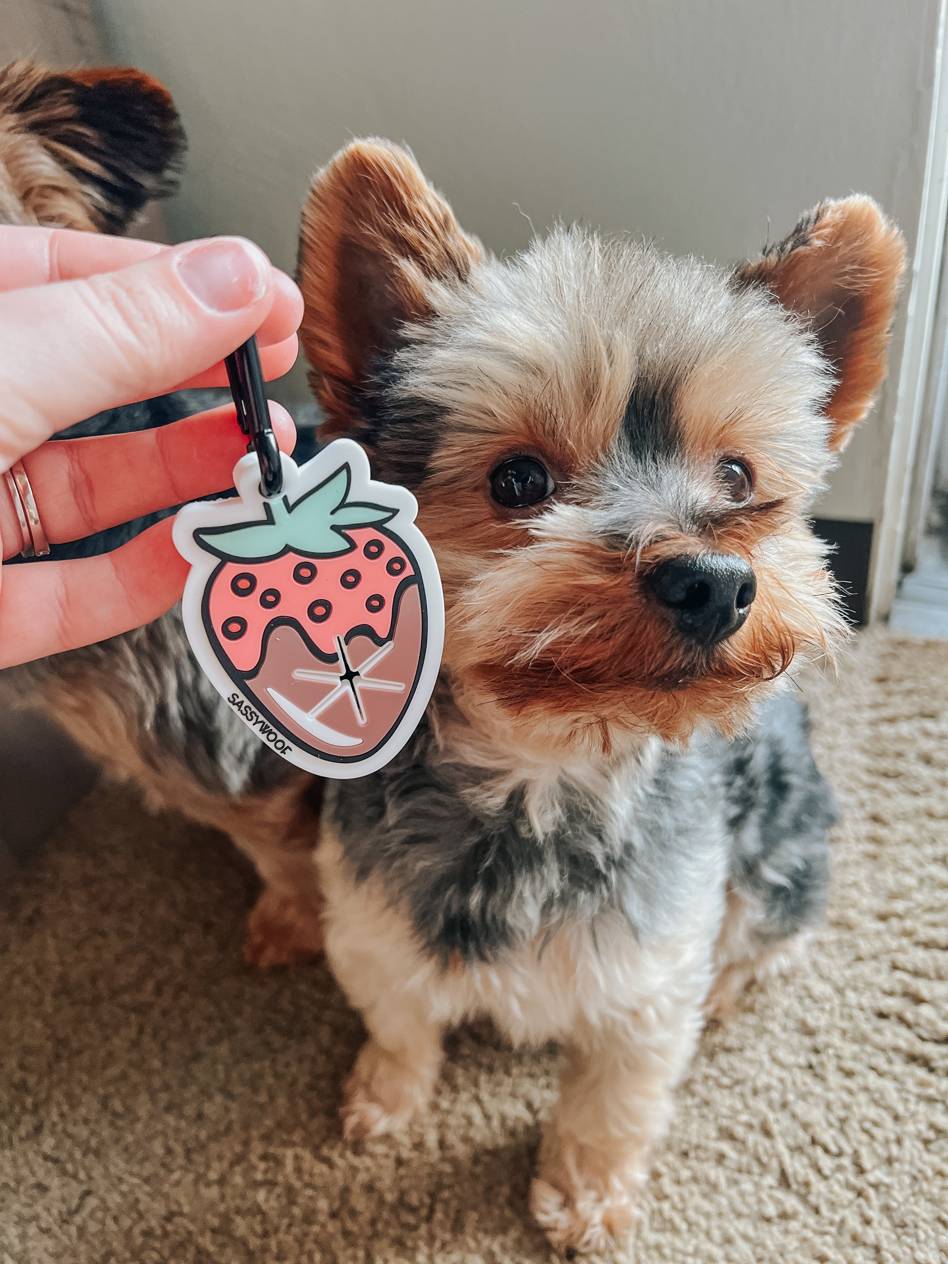 Potty Pal - Chocolate Strawberry - Image 8