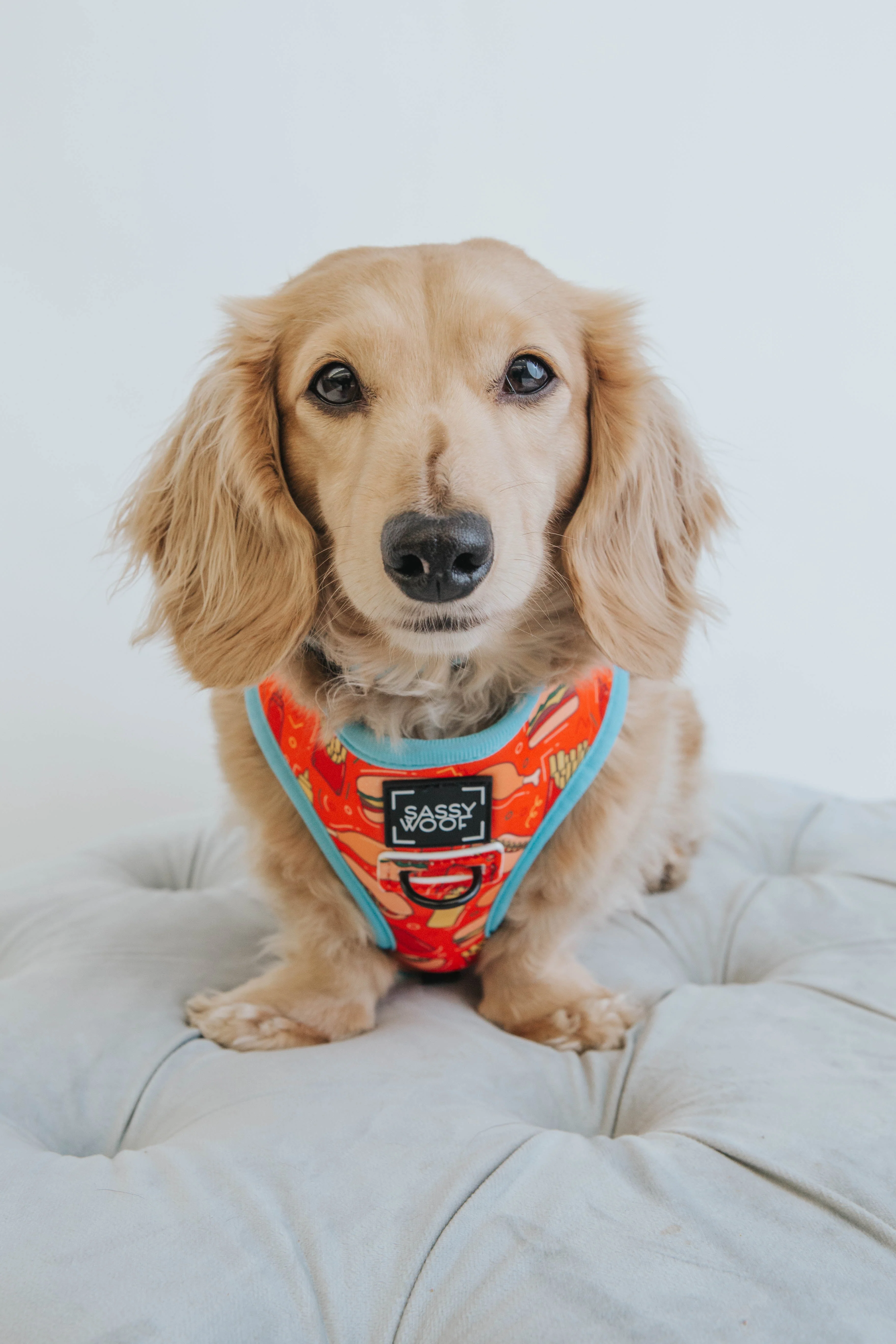 Dog Reversible Harness - One Hot Pupperoni - Image 10