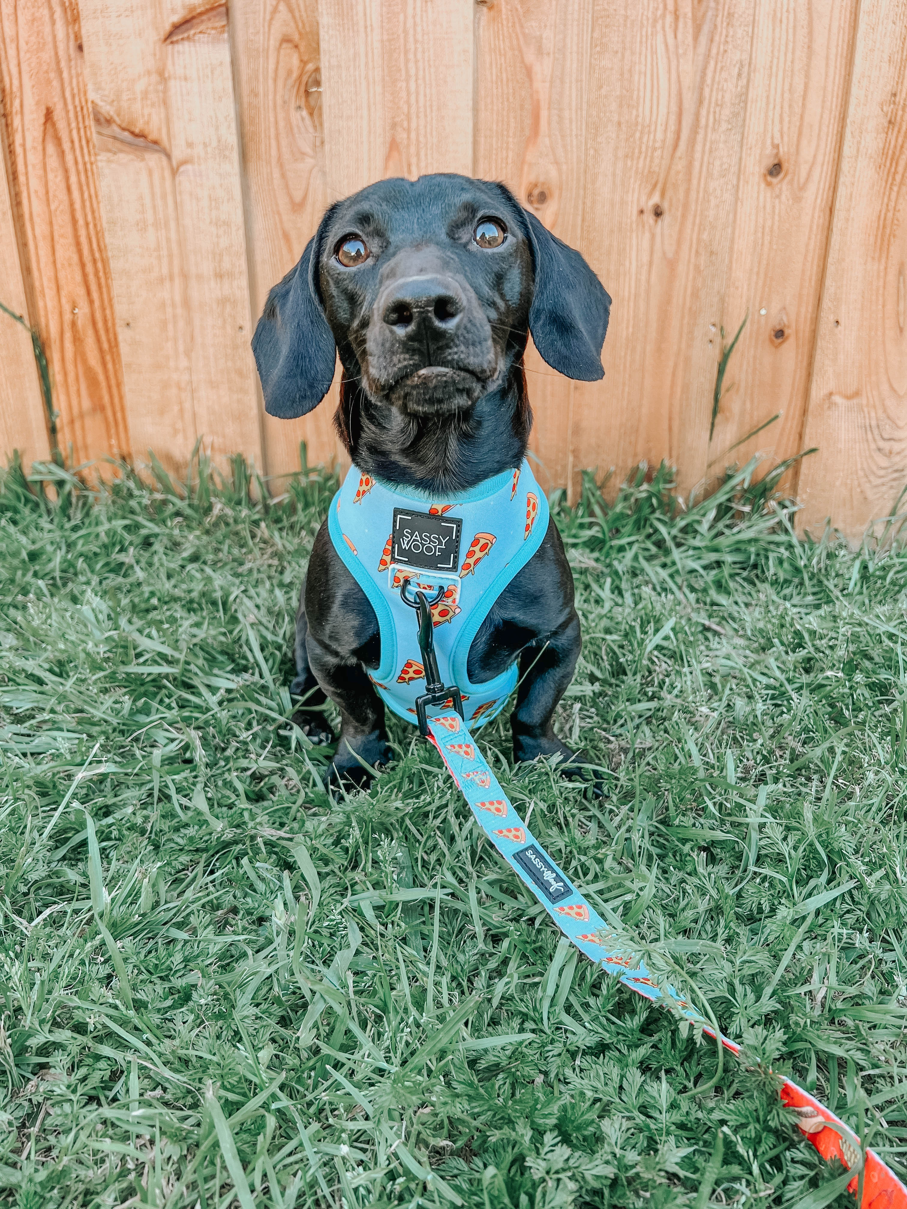 Dog Reversible Harness - One Hot Pupperoni - Image 14