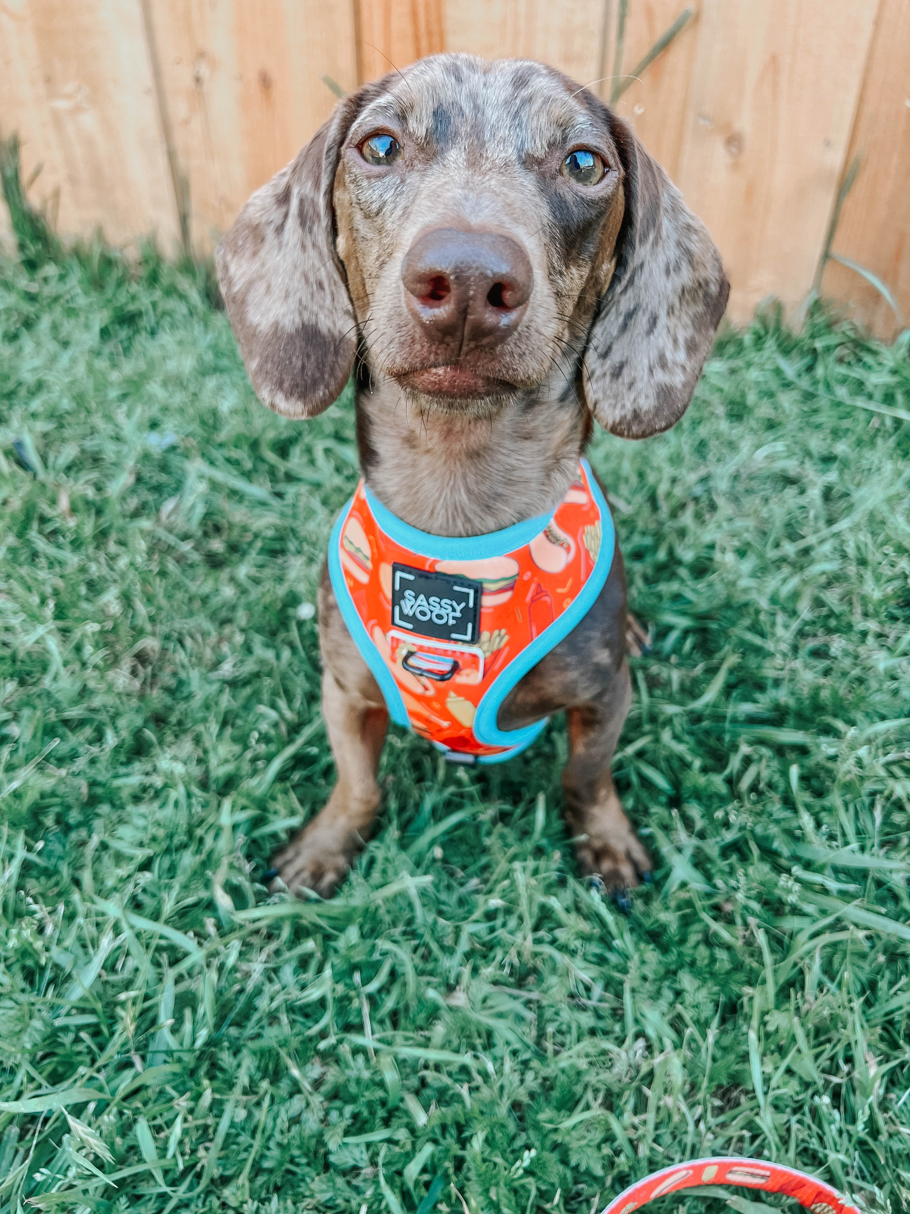 Dog Reversible Harness - One Hot Pupperoni - Image 24