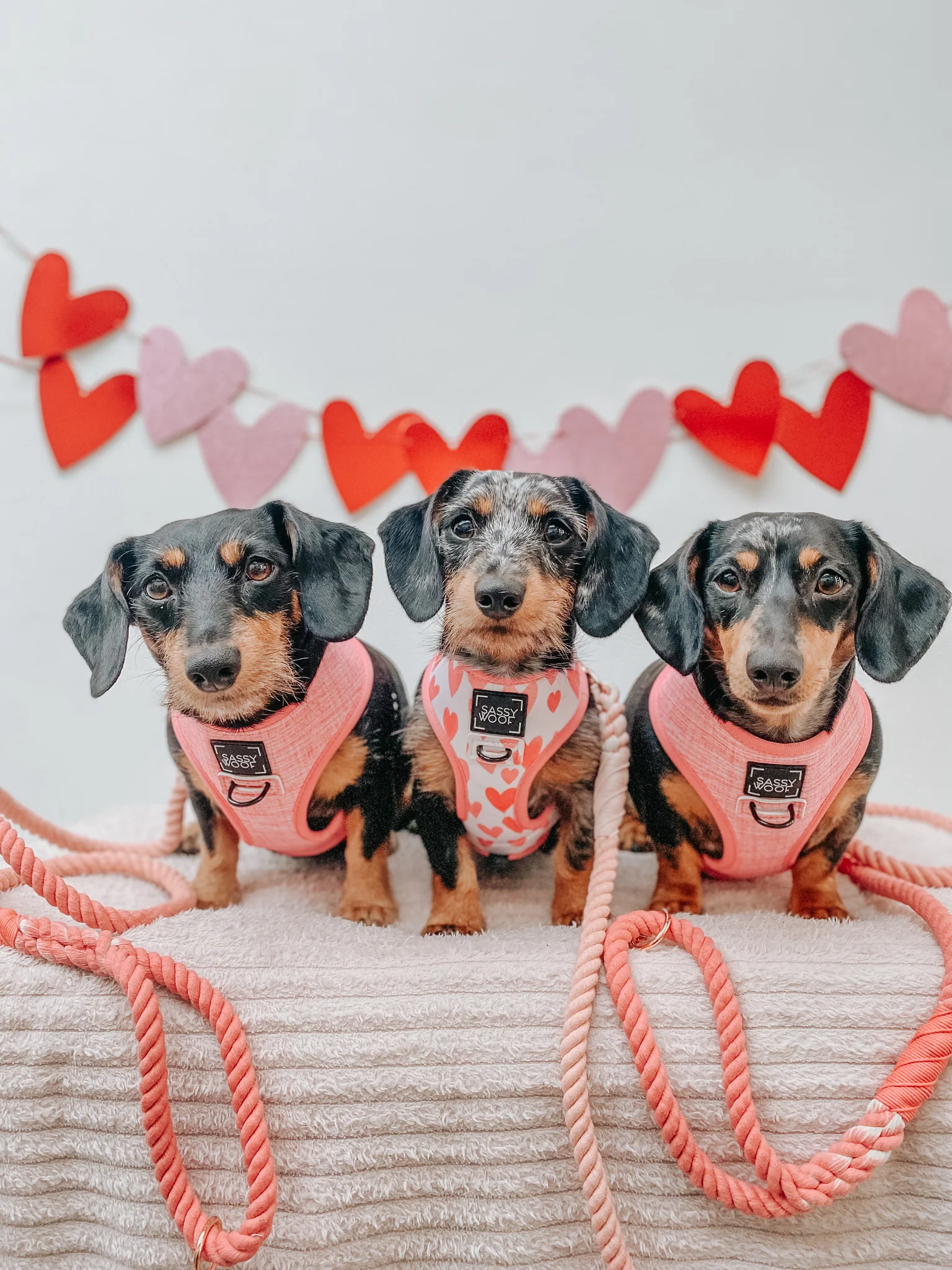 Dog Reversible Harness - Dolce Rose - Image 18