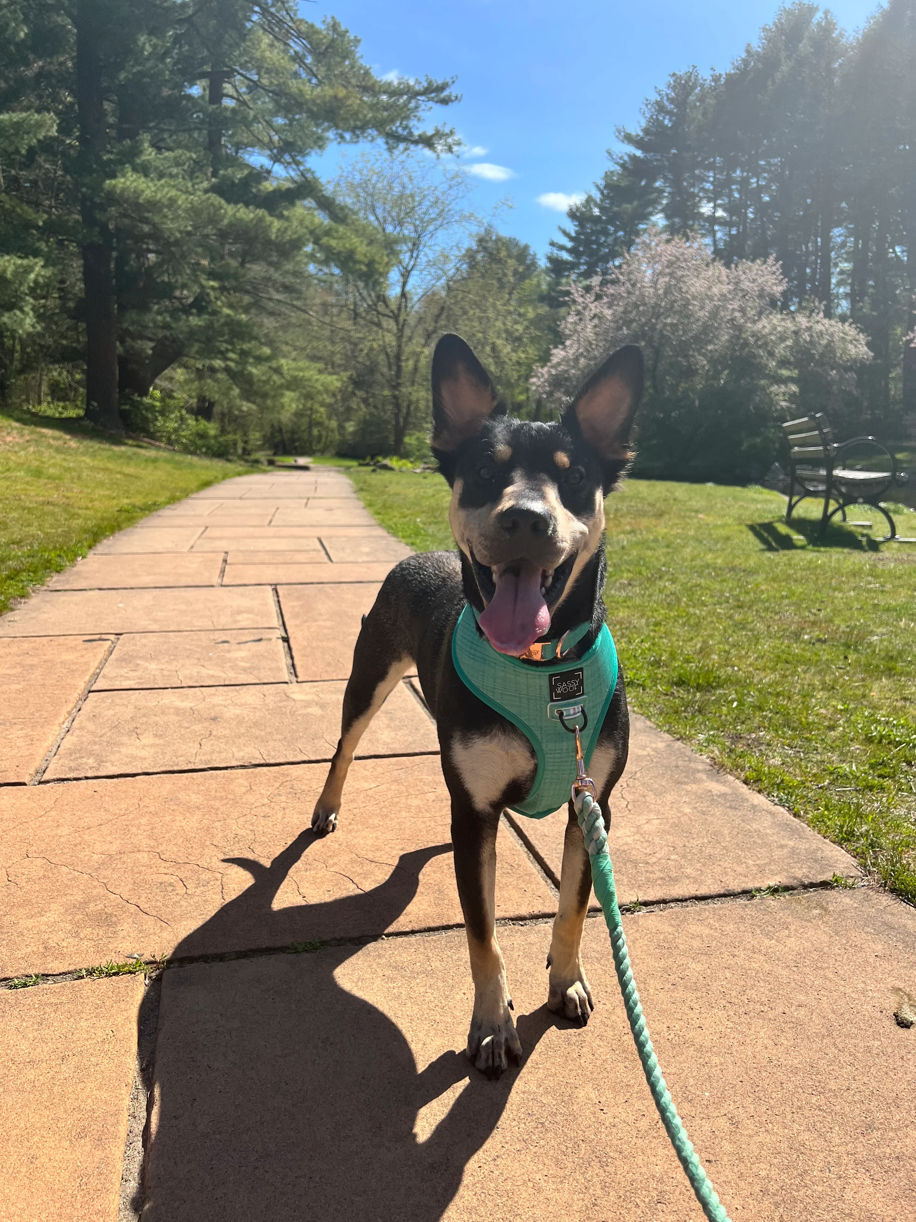 Dog Reversible Harness - Wag Your Teal - Image 13