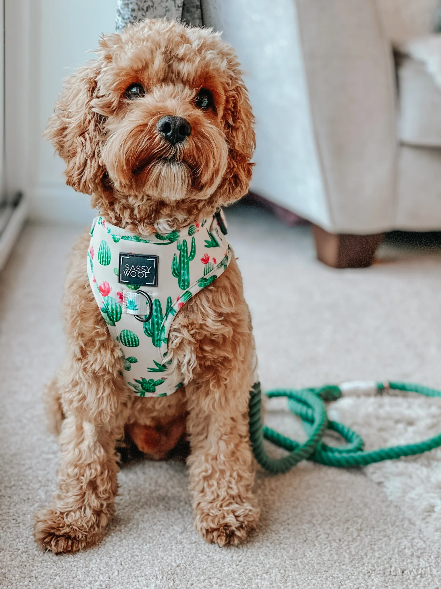 Dog Rope Leash - Amazon - Image 5