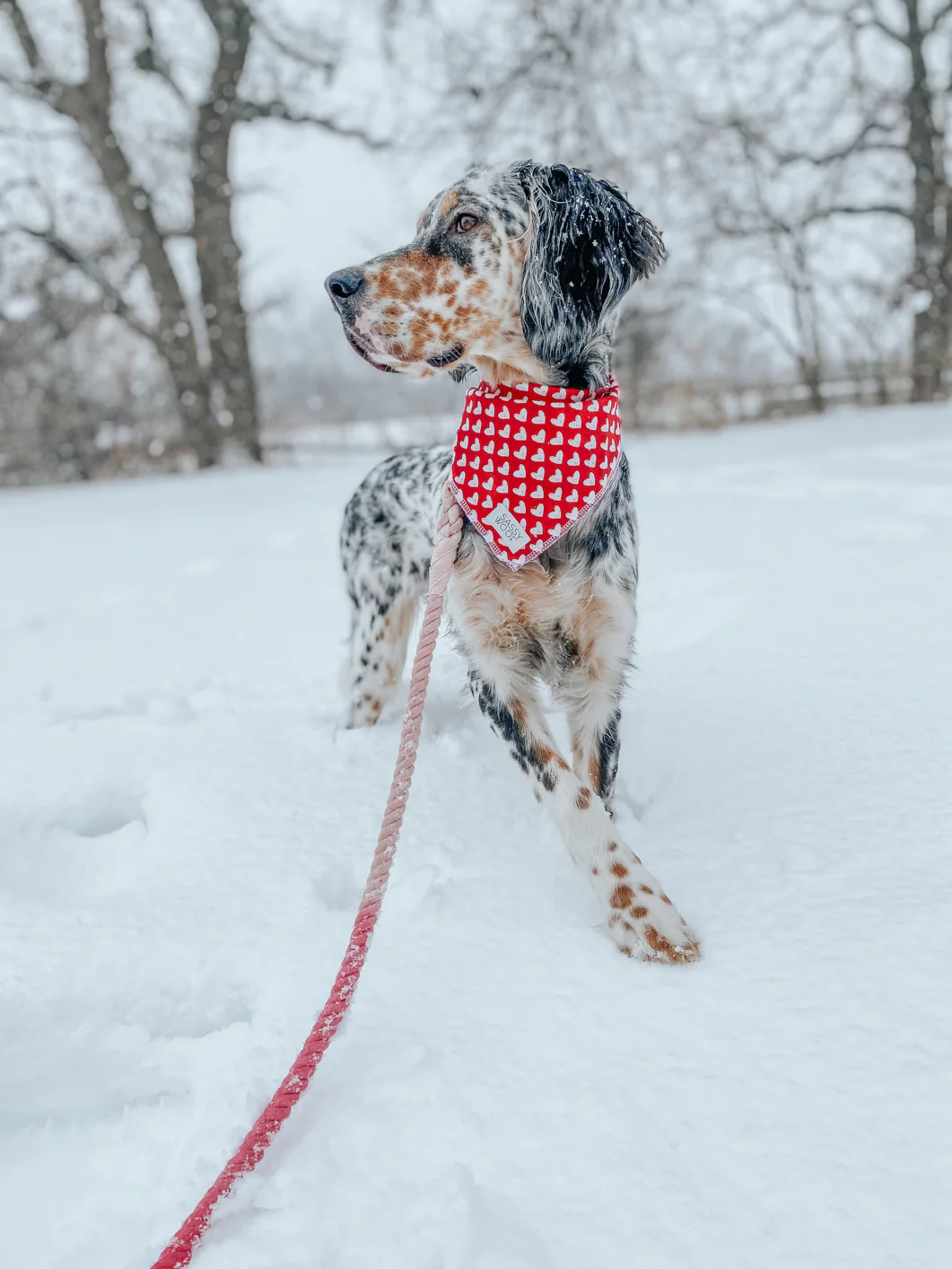 Dog Rope Leash - Amore - Image 5