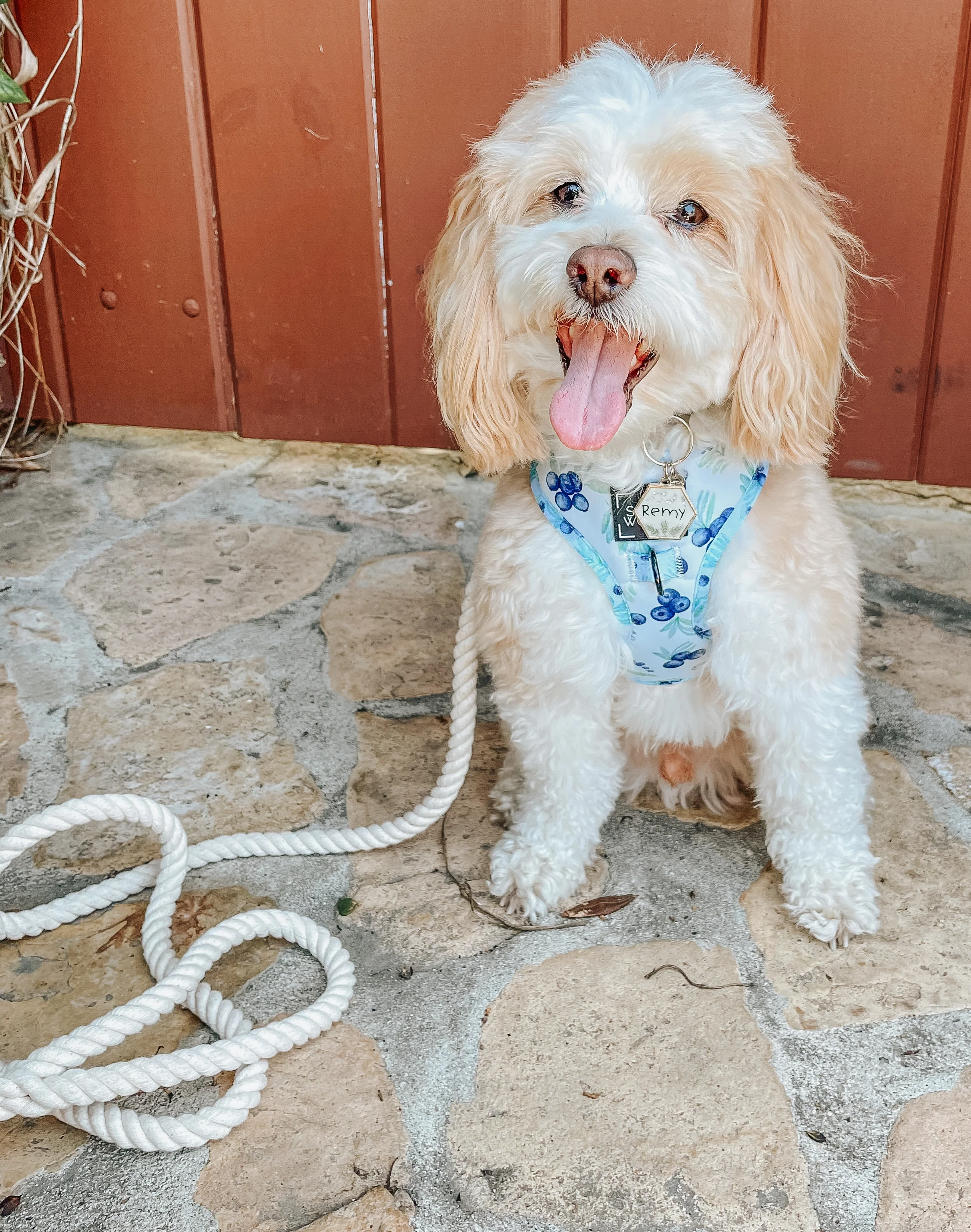 Dog Rope Leash - Dove - Image 6