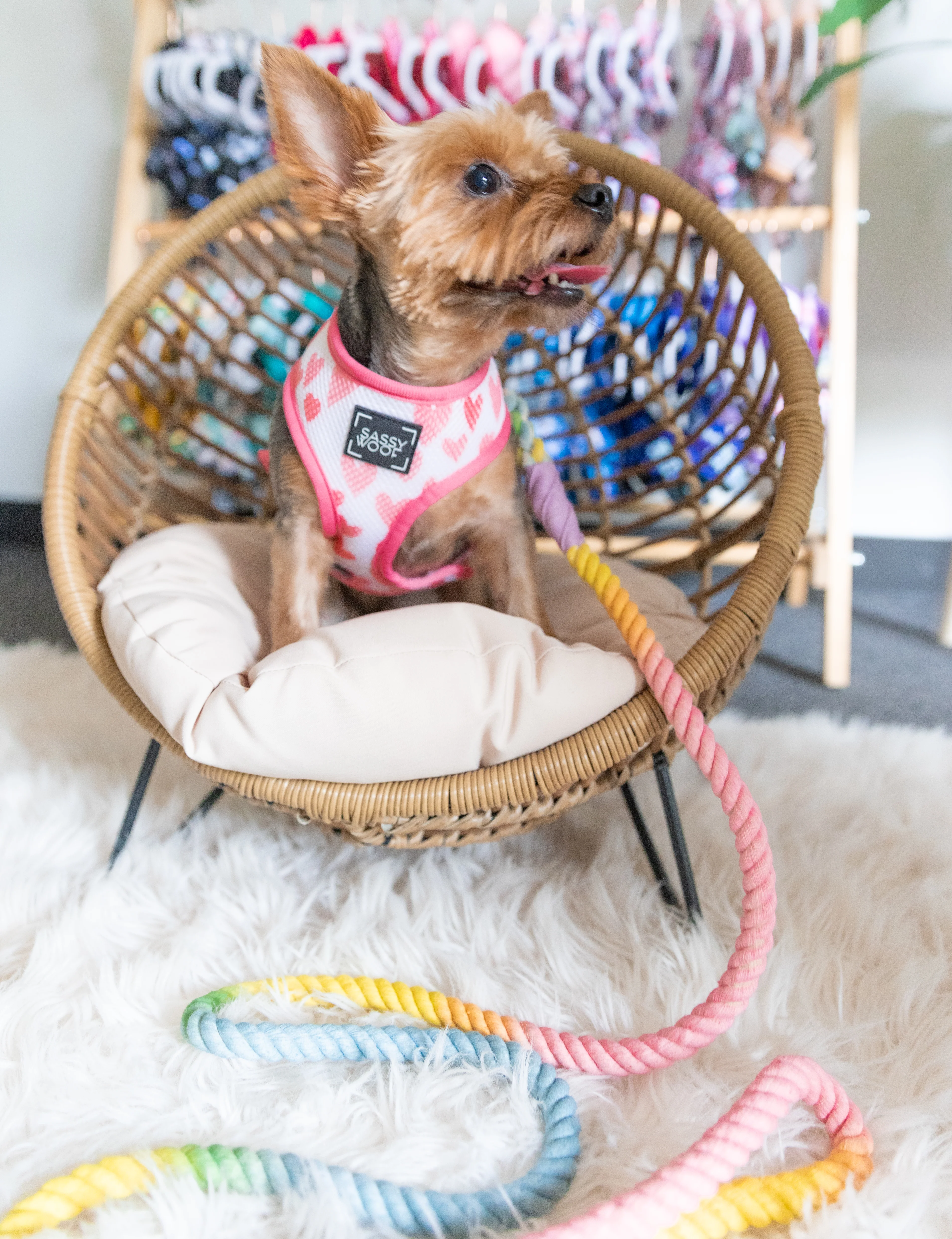 Dog Rope Leash - Fiesta - Image 4