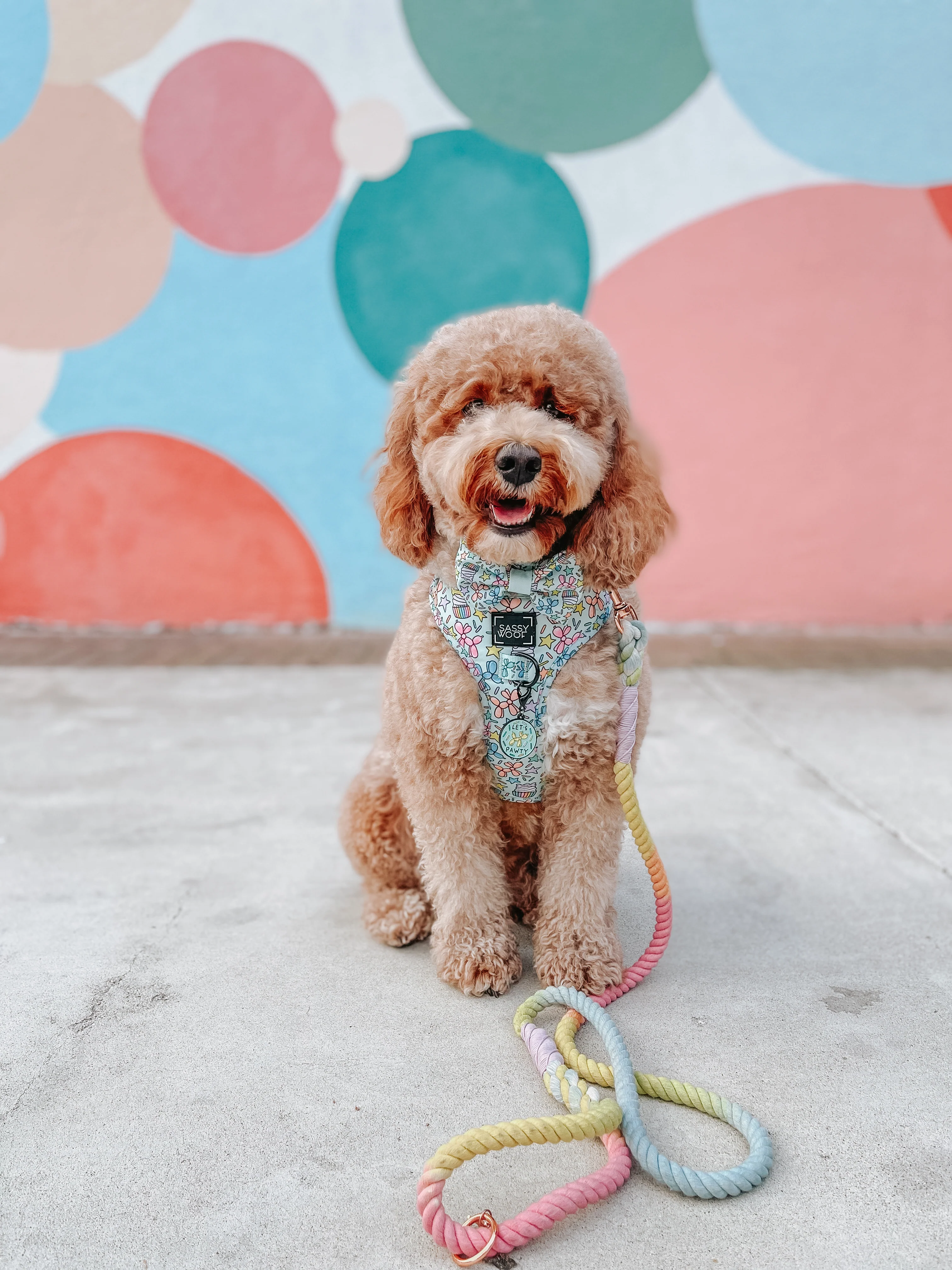 Dog Rope Leash - Fiesta - Image 6