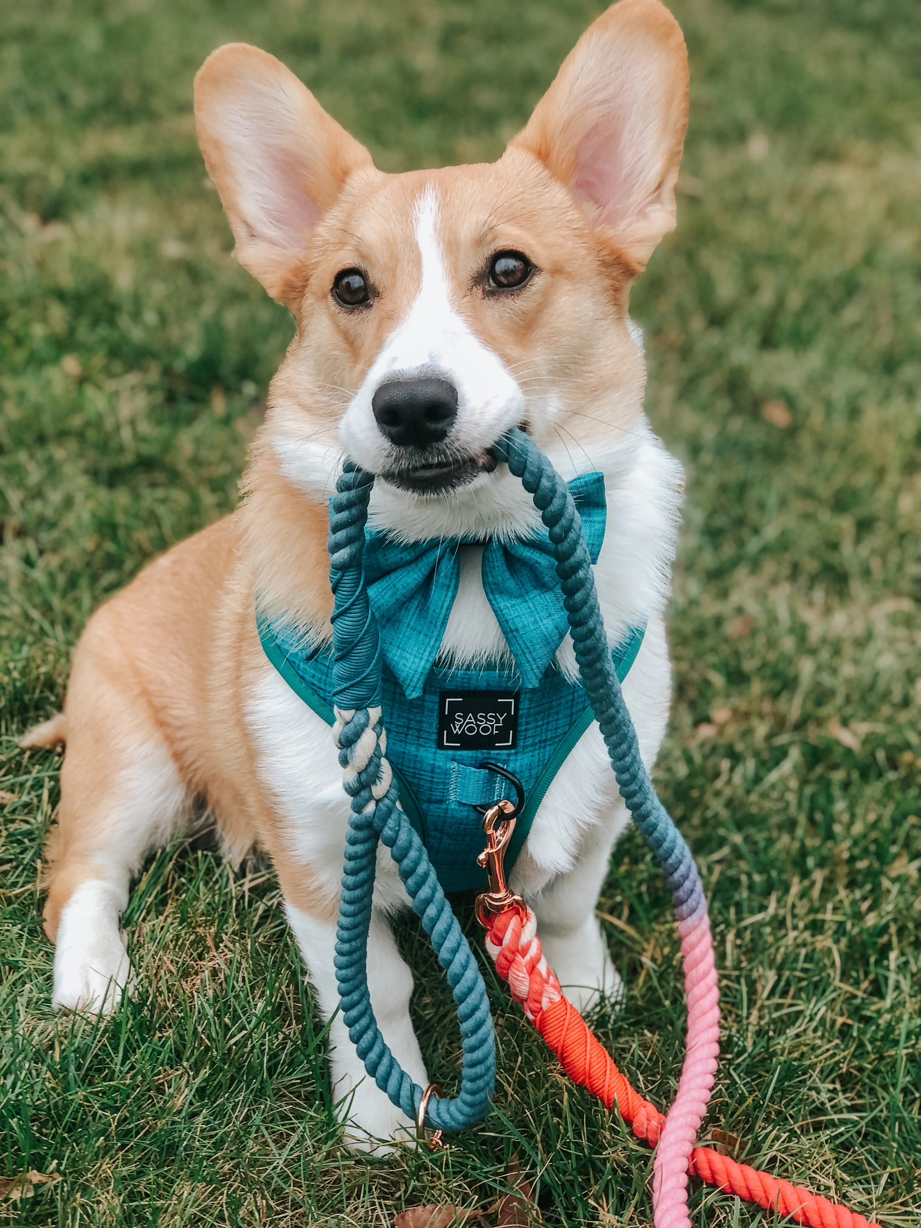 Dog Rope Leash - Jack & Jill - Image 7