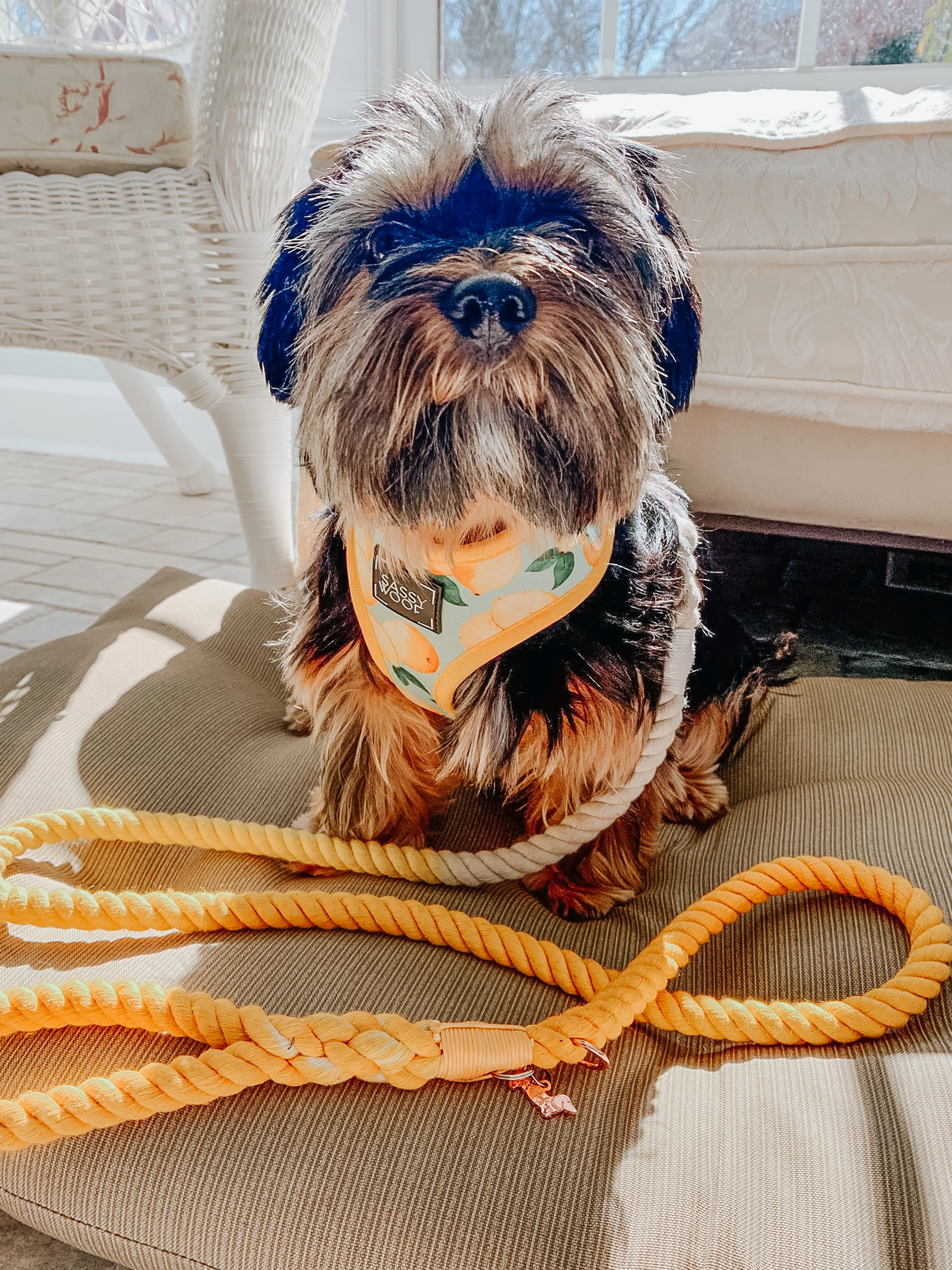 Dog Rope Leash - Lemon Drop - Image 5