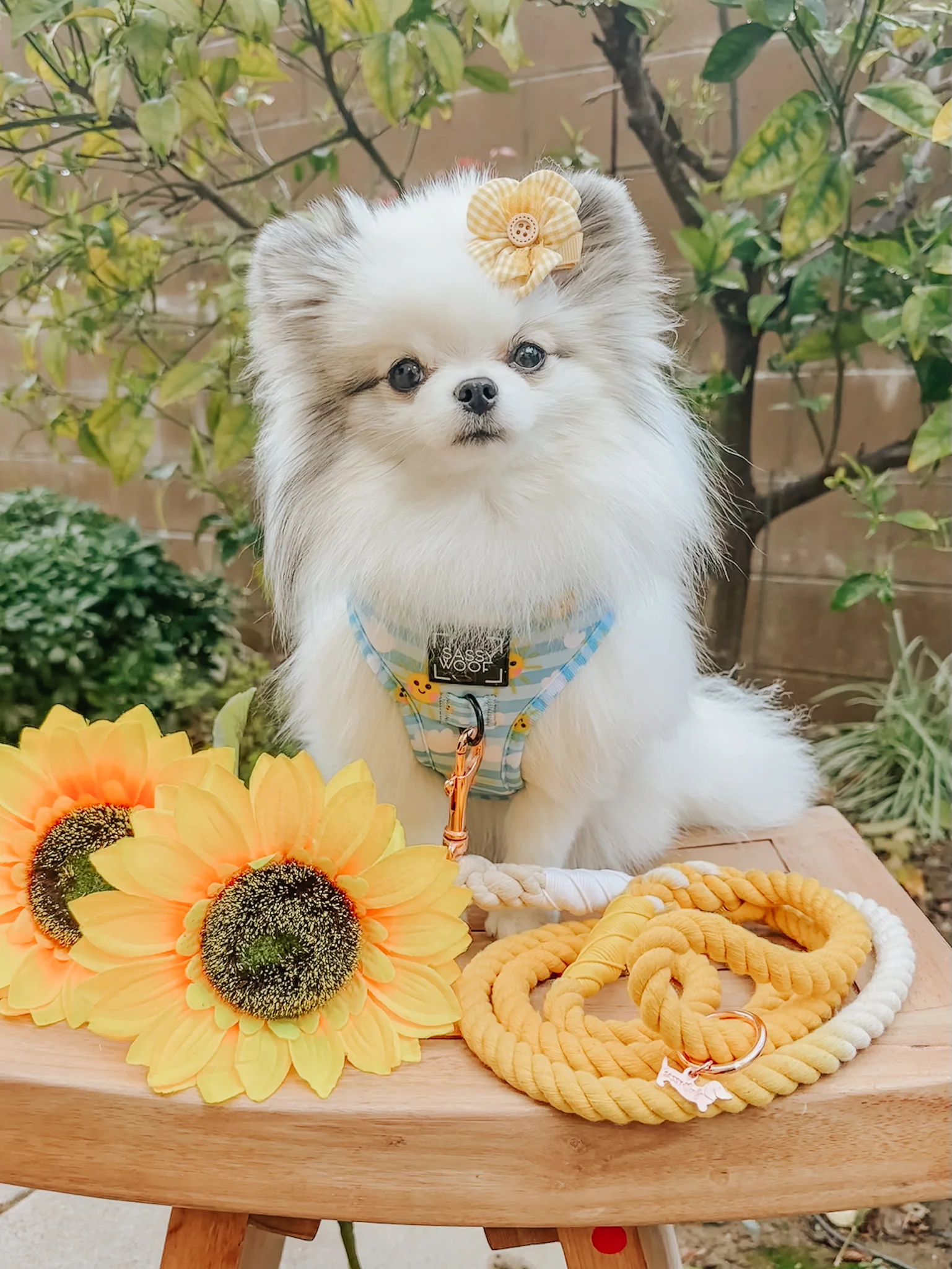 Dog Rope Leash - Lemon Drop - Image 6