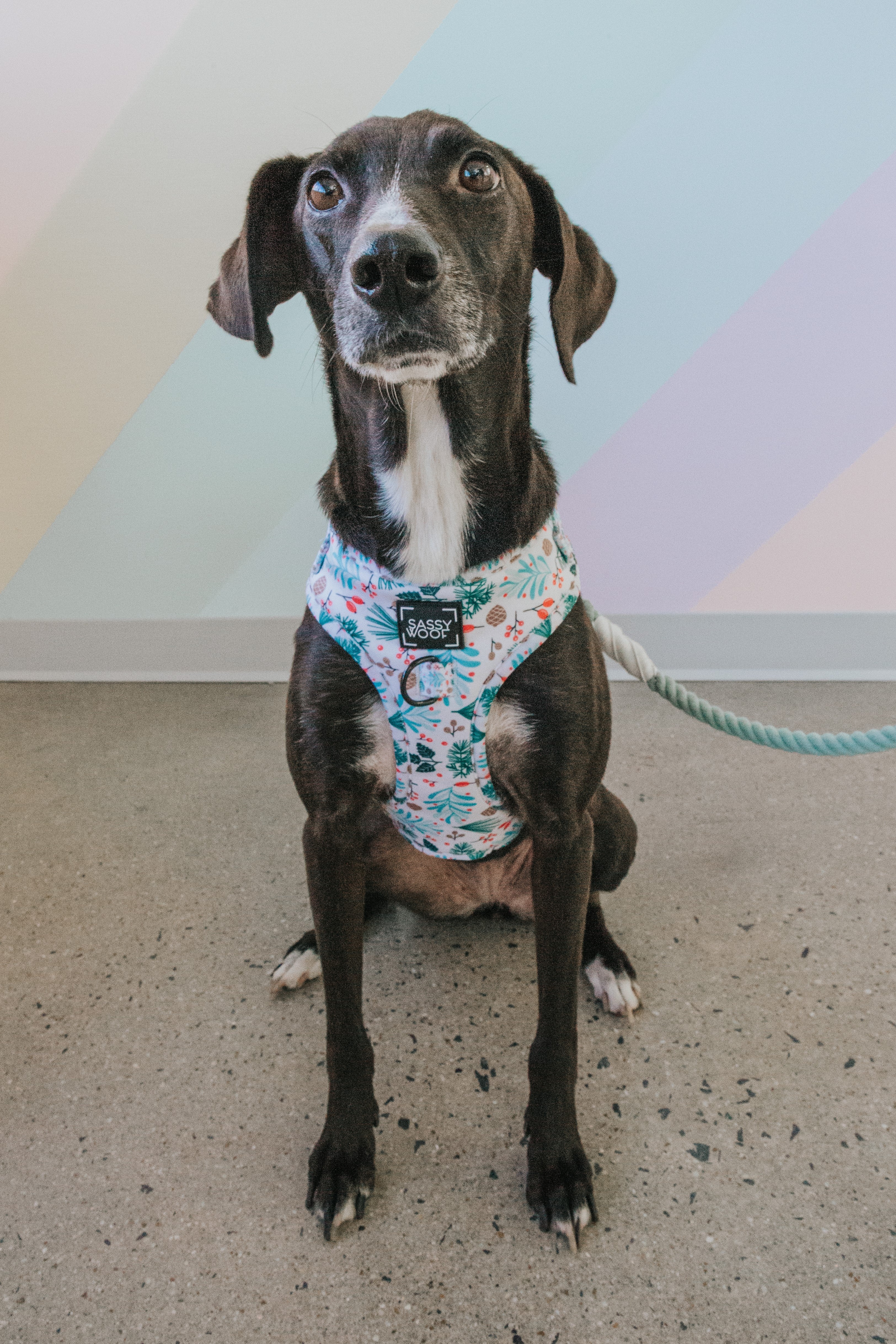 Dog Rope Leash - Mint to Be - Image 5