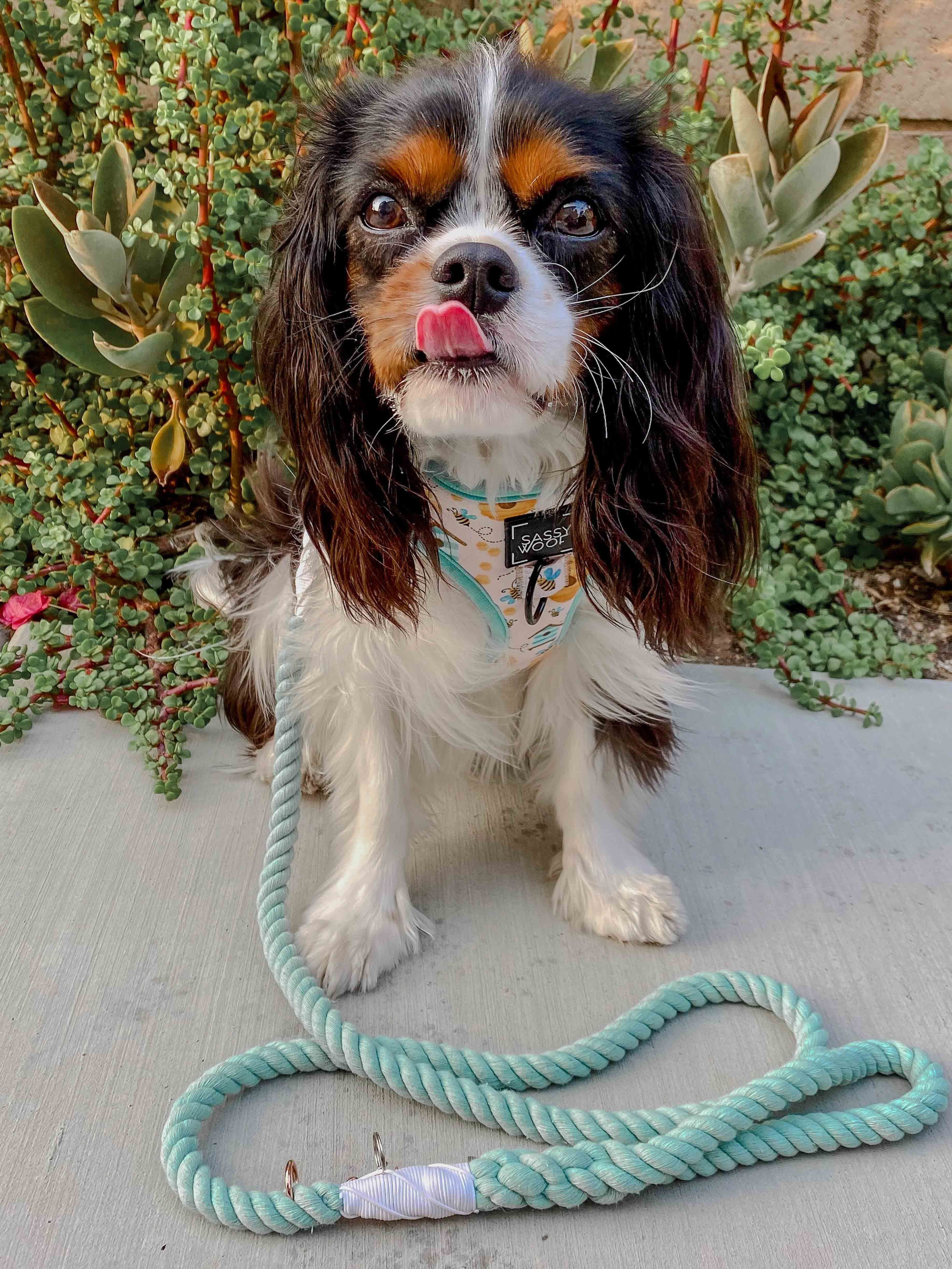Dog Rope Leash - Mint to Be - Image 6
