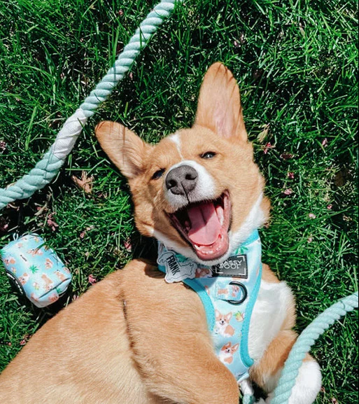 Dog Rope Leash - Mint to Be - Image 8