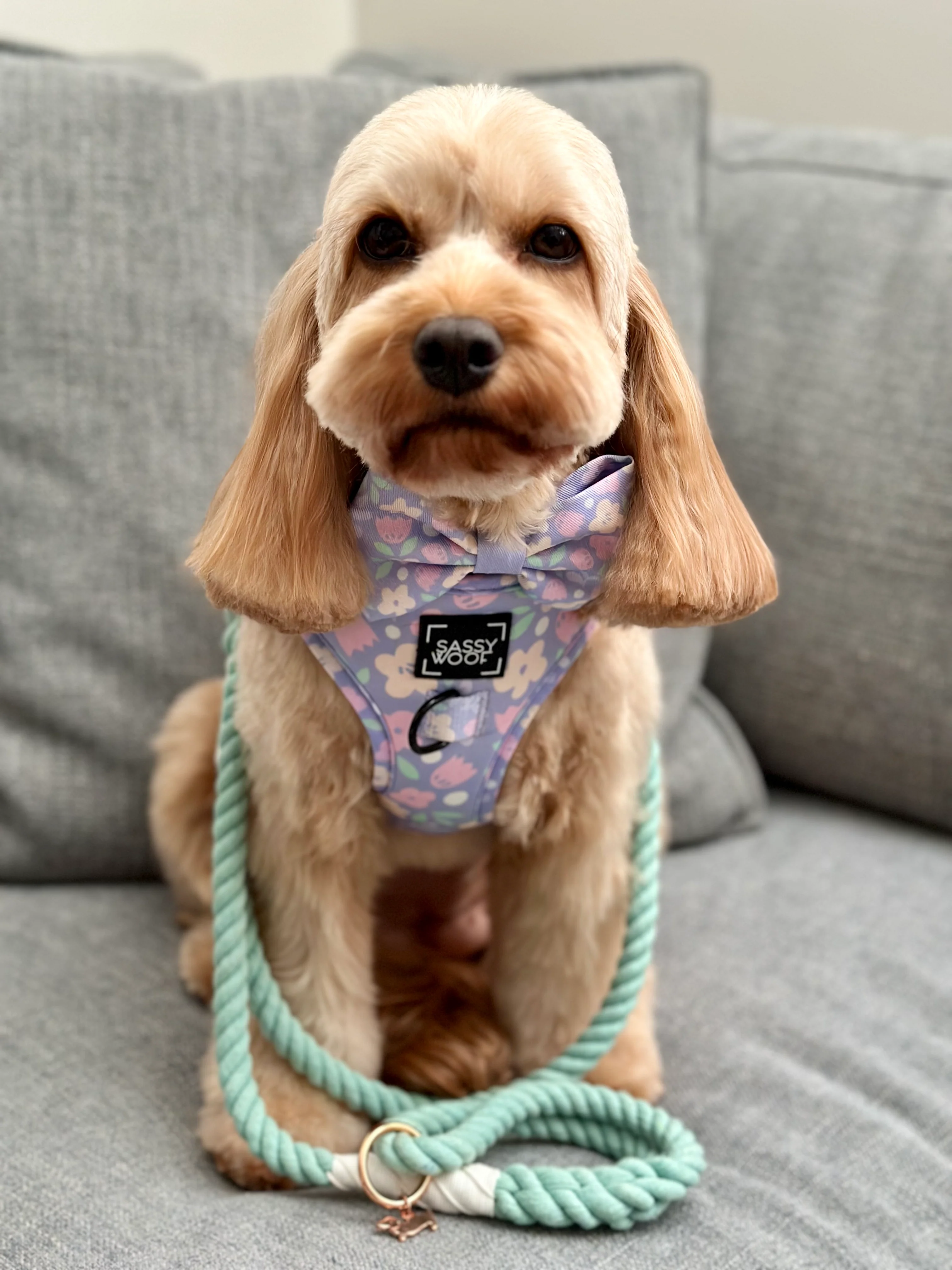 Dog Rope Leash - Mint to Be - Image 9