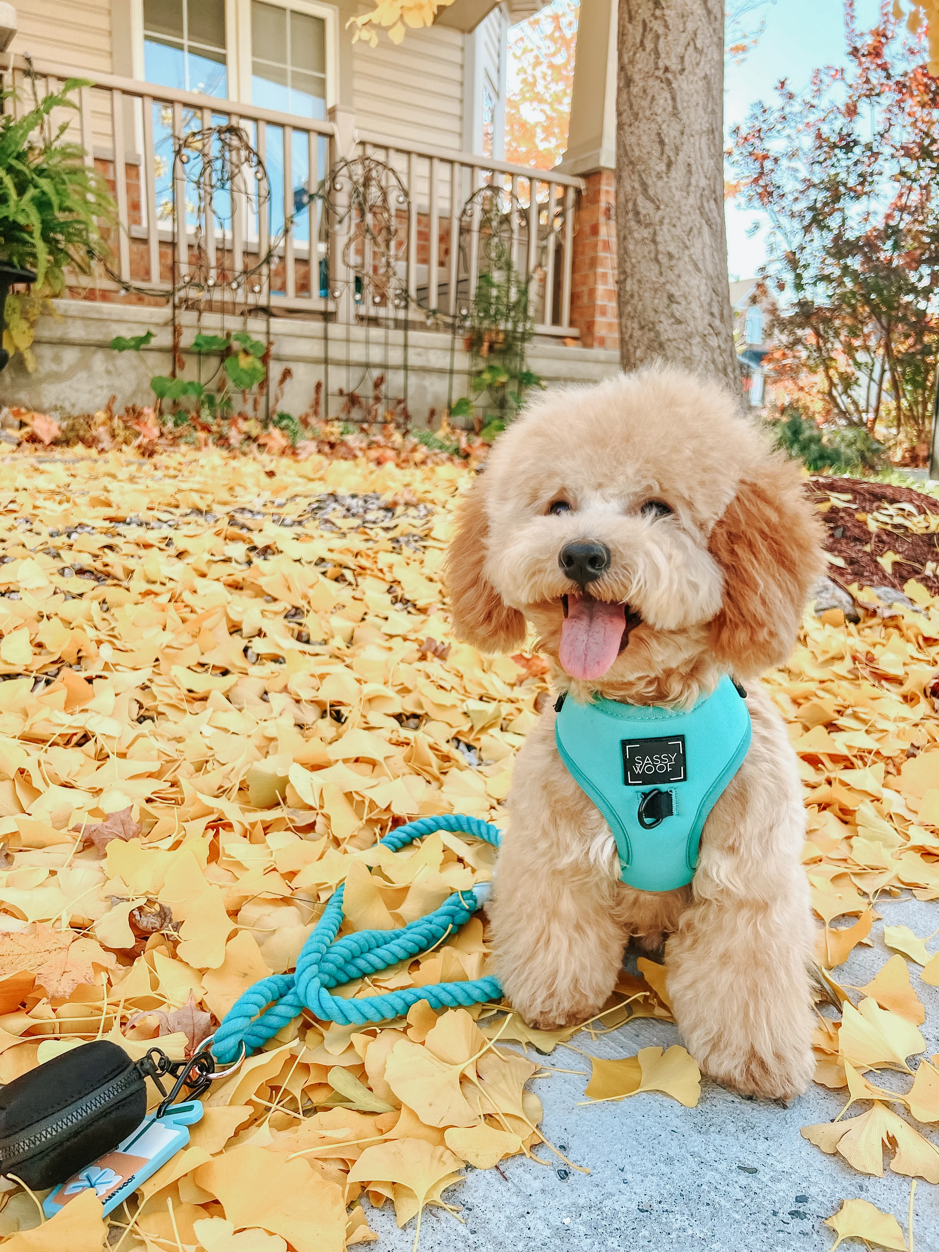 Dog Rope Leash - Neon Blue - Image 7