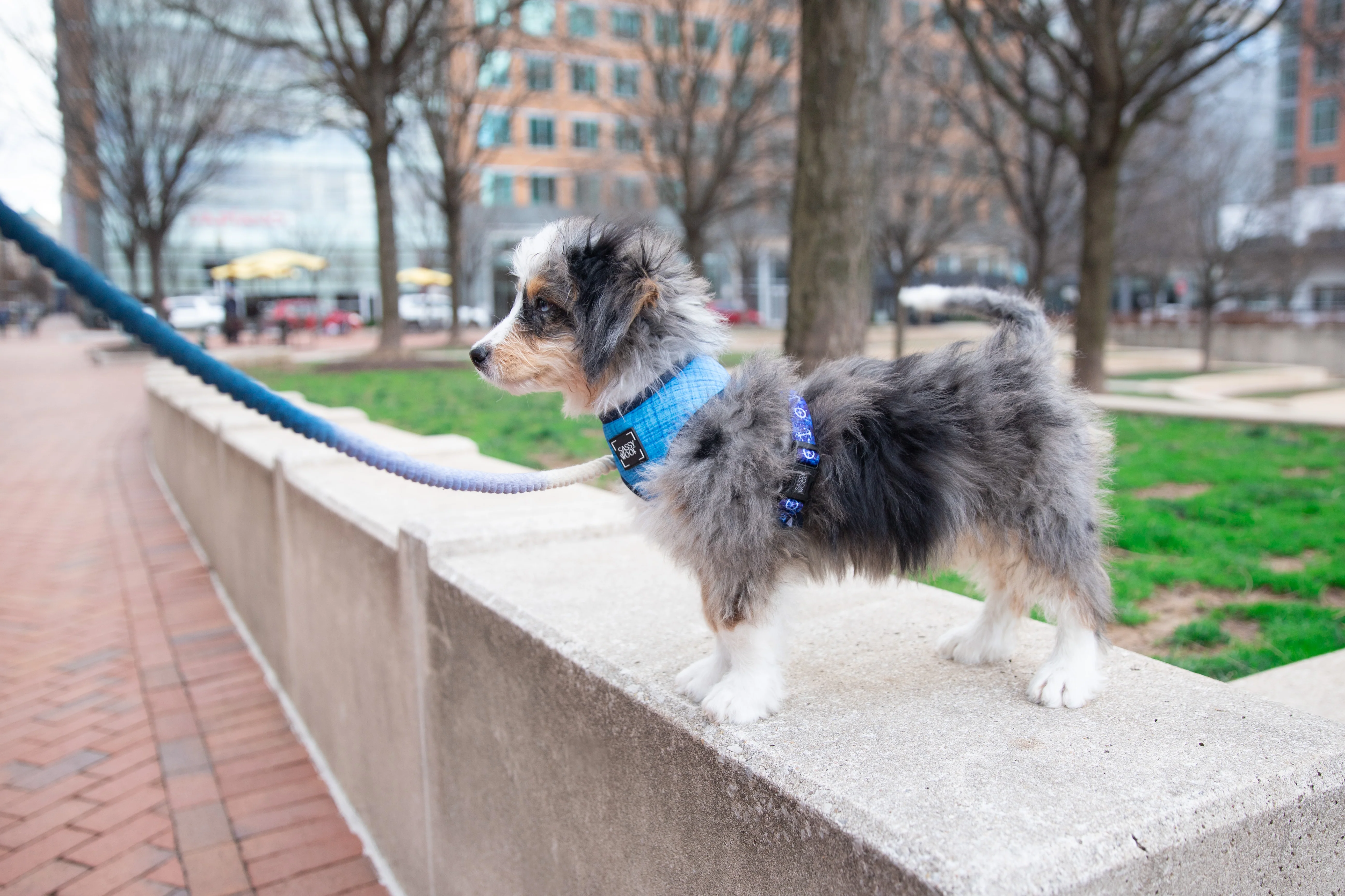Dog Rope Leash - Ombre Blue - Image 4