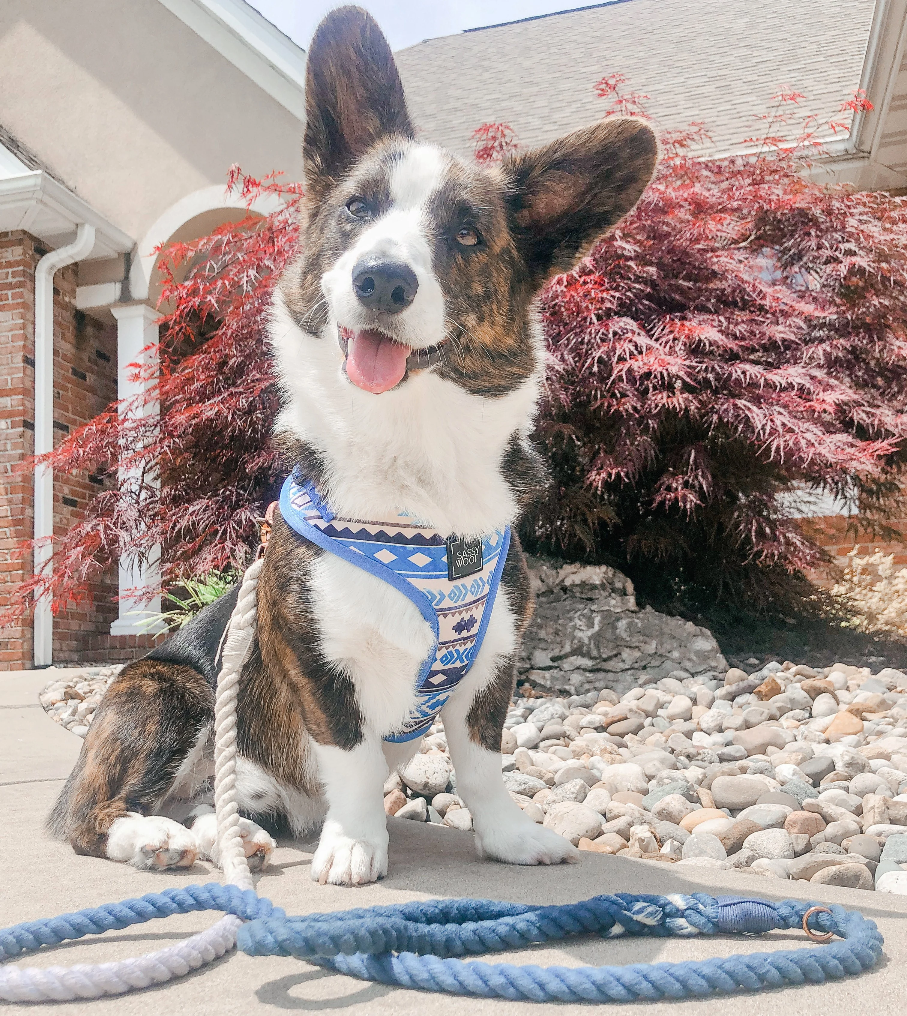 Dog Rope Leash - Ombre Blue - Image 5