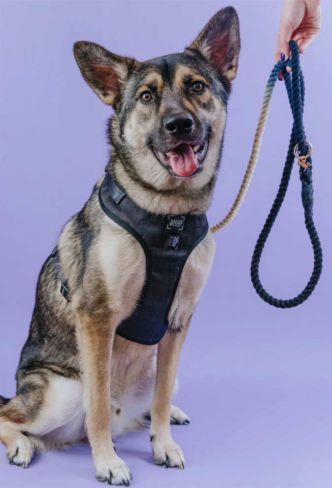 Dog Rope Leash - Ombre Blue - Image 6