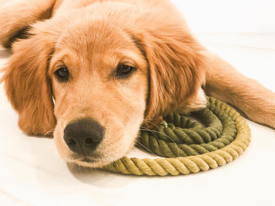 Dog Rope Leash - Ombre Olive - Image 4