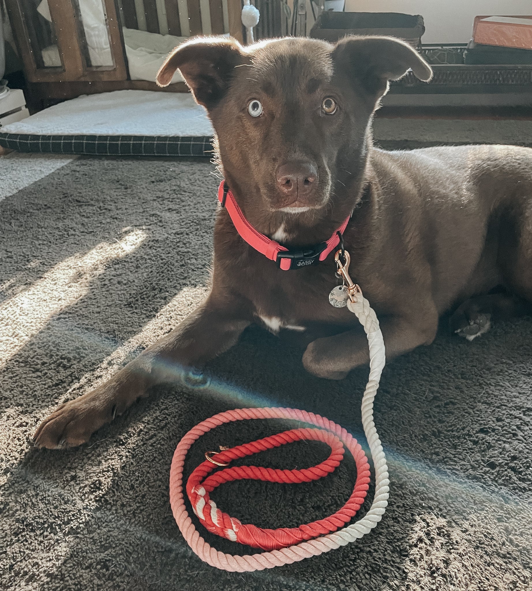 Dog Rope Leash - Ombre Pink - Image 6