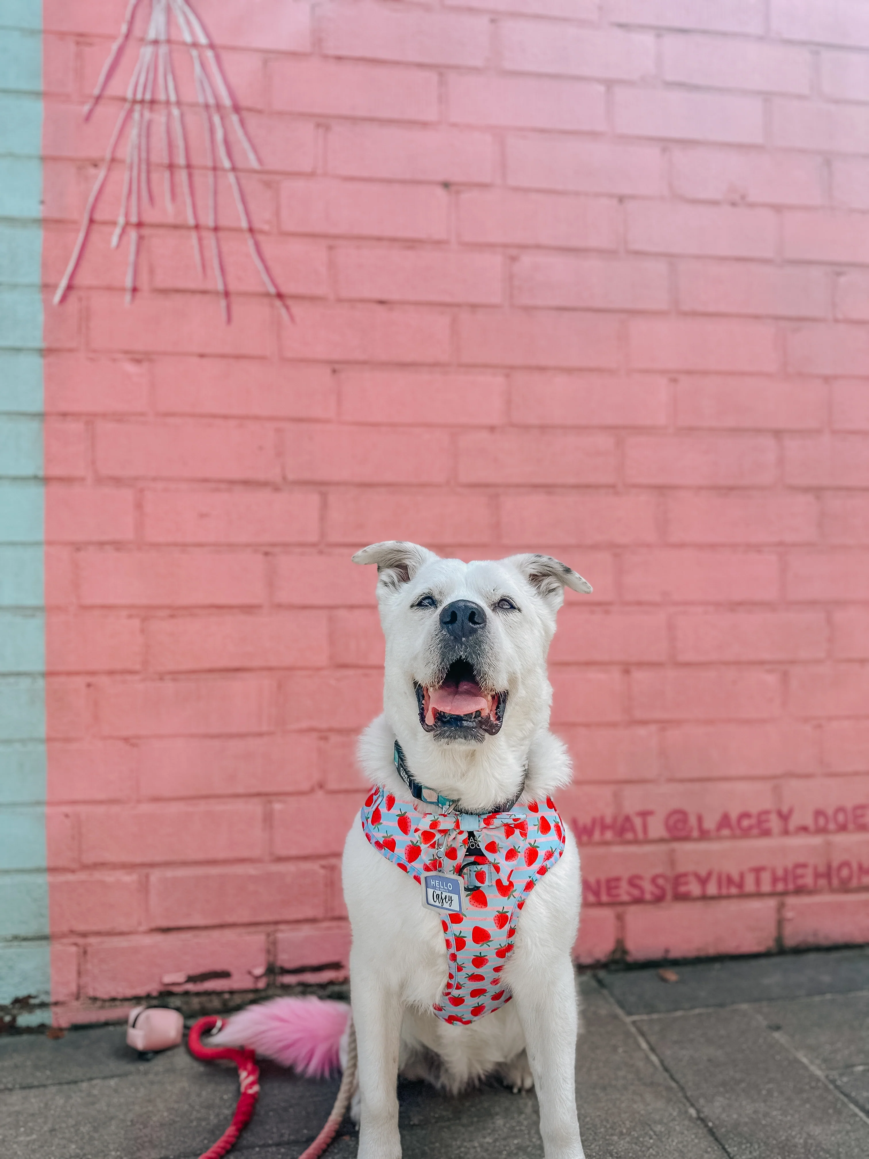 Dog Rope Leash - Ombre Pink - Image 7