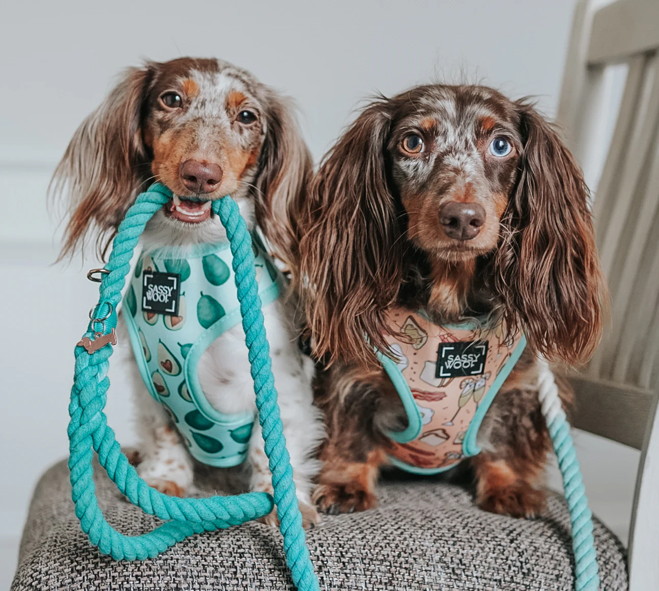 Dog Rope Leash - Ombre Teal - Image 5
