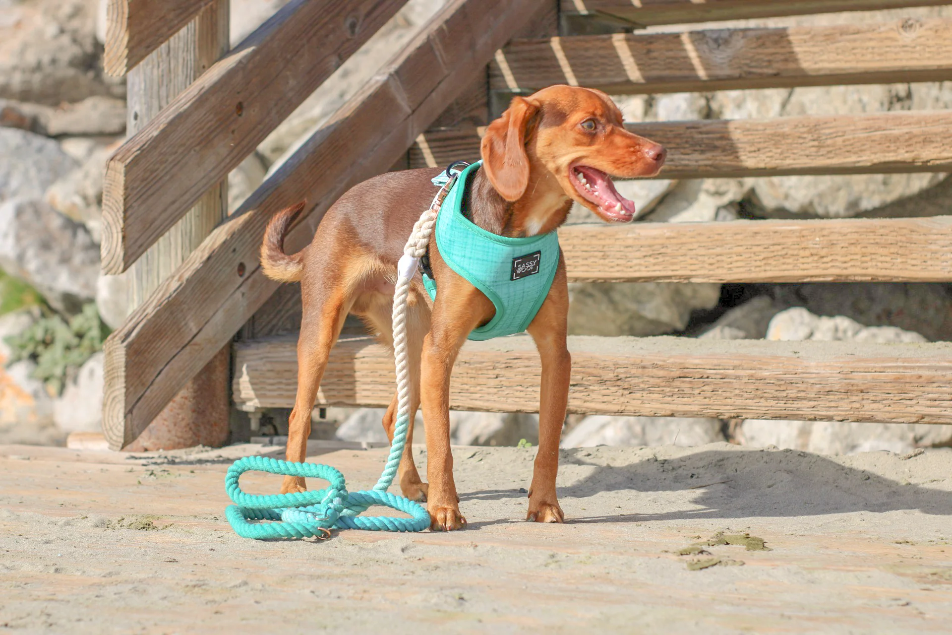 Dog Rope Leash - Ombre Teal - Image 6