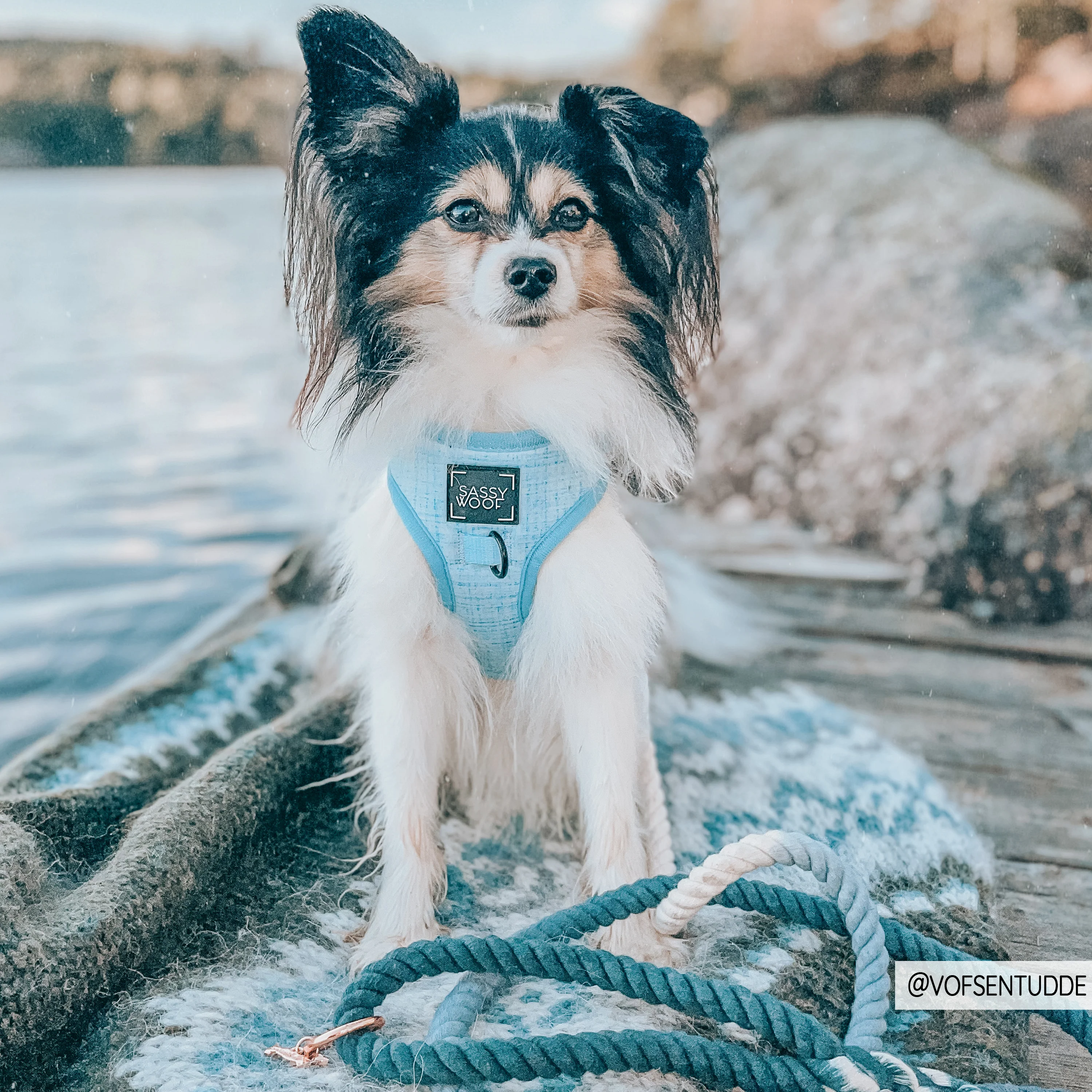 Dog Rope Leash - Ombre Teal - Image 8