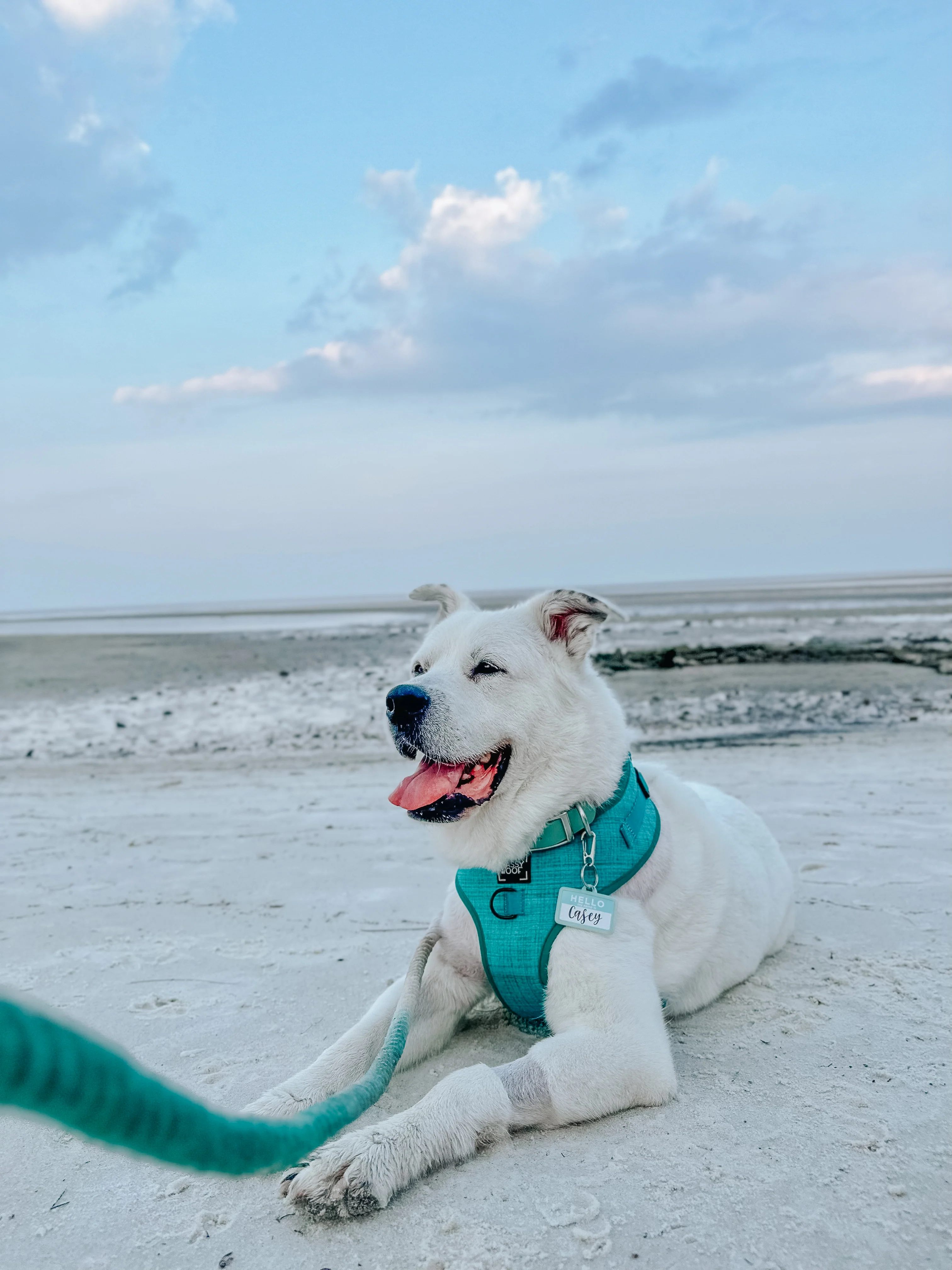 Dog Rope Leash - Ombre Teal - Image 9