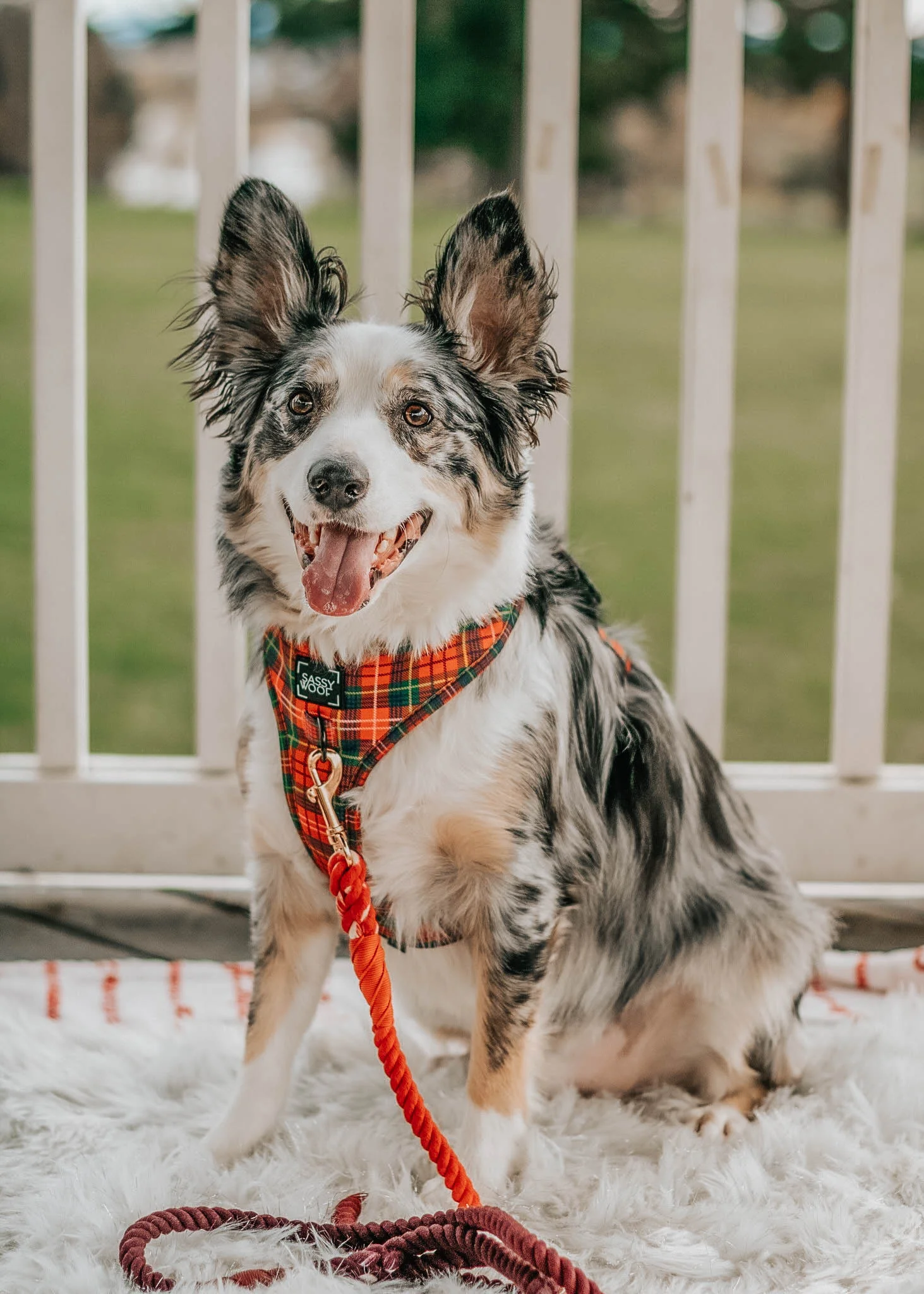 Dog Rope Leash - Ruby - Image 4