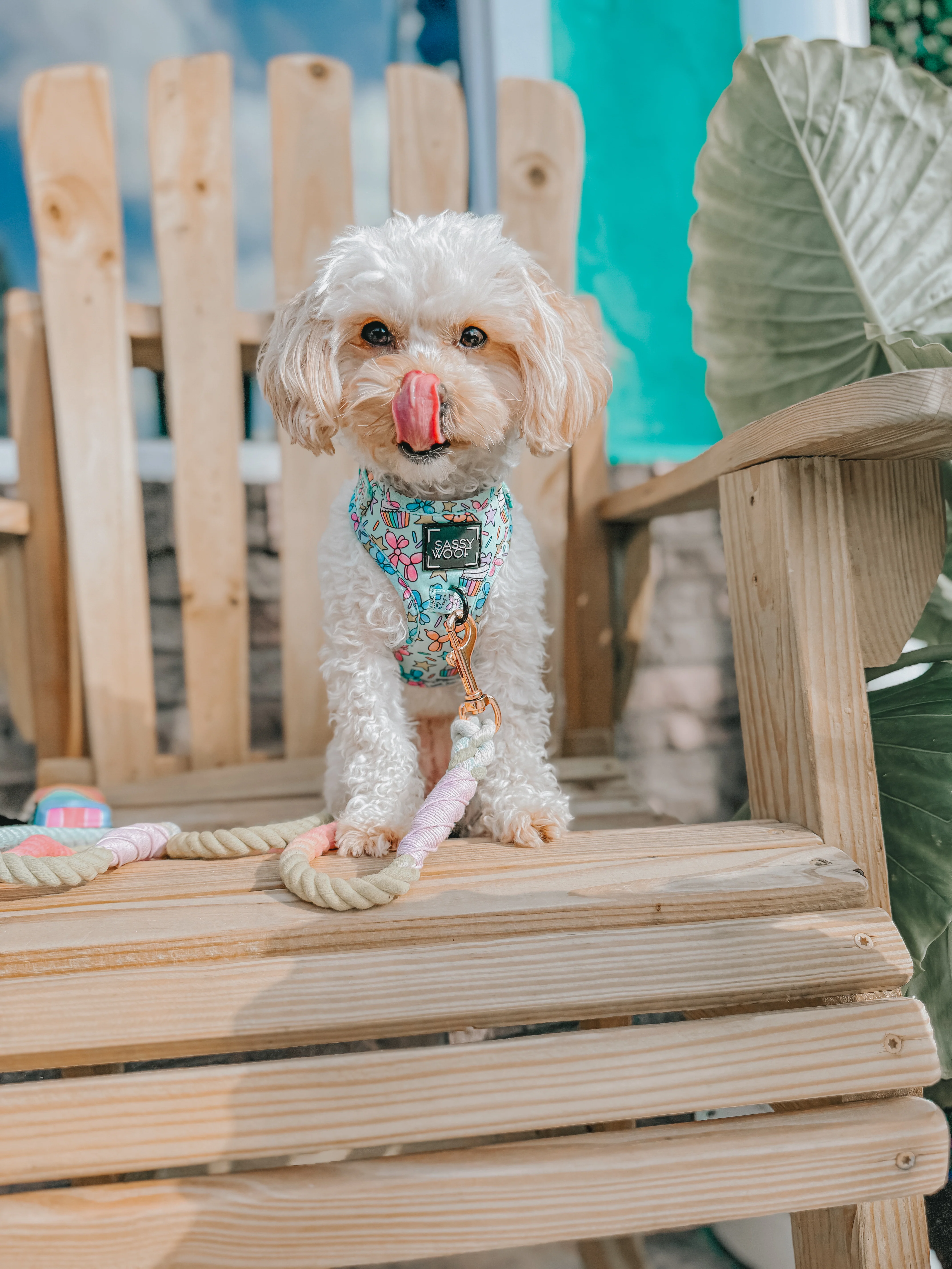 Dog Rope Leash - Sherbet - Image 6