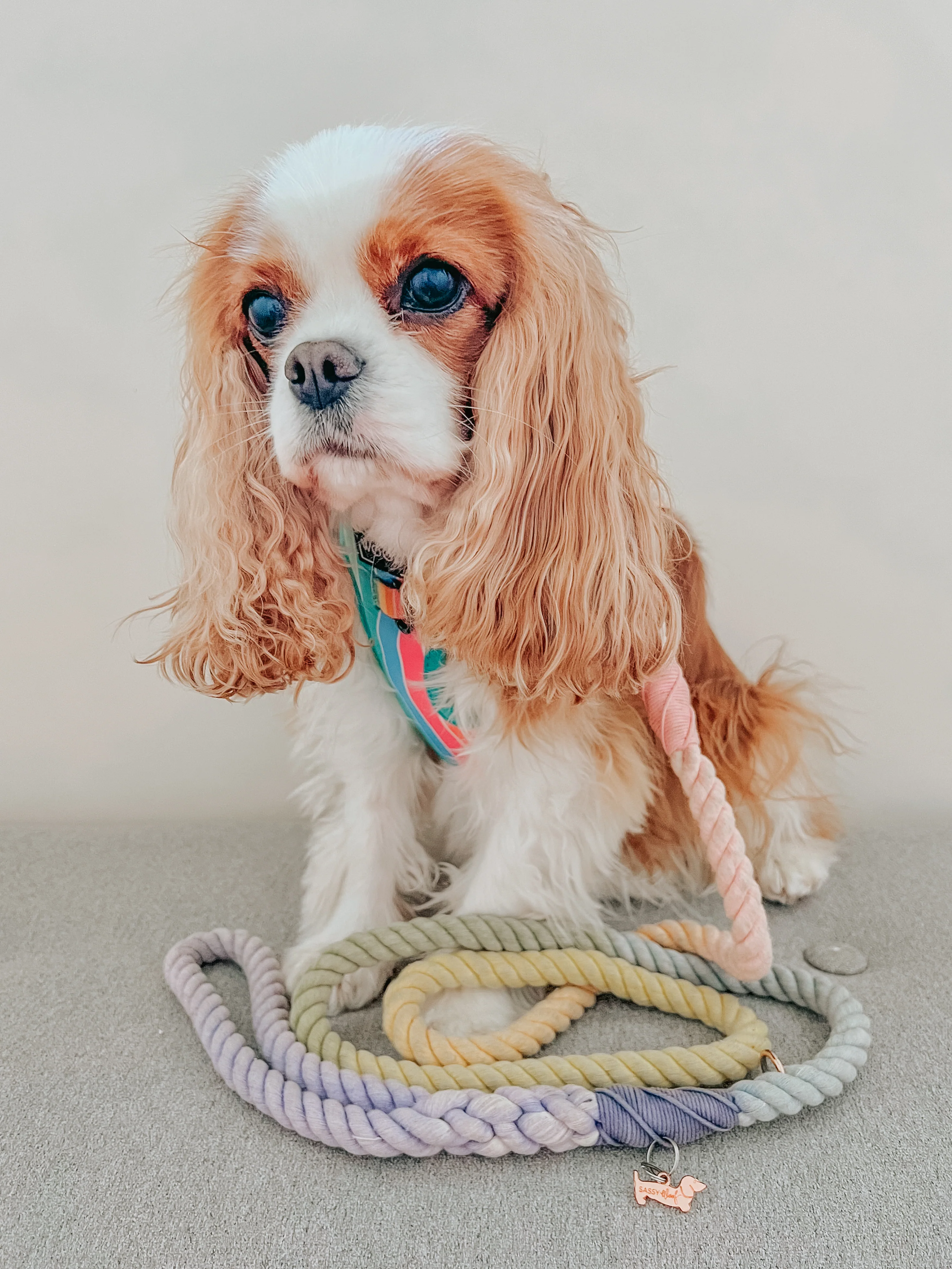 Dog Rope Leash - Sprinkles - Image 6