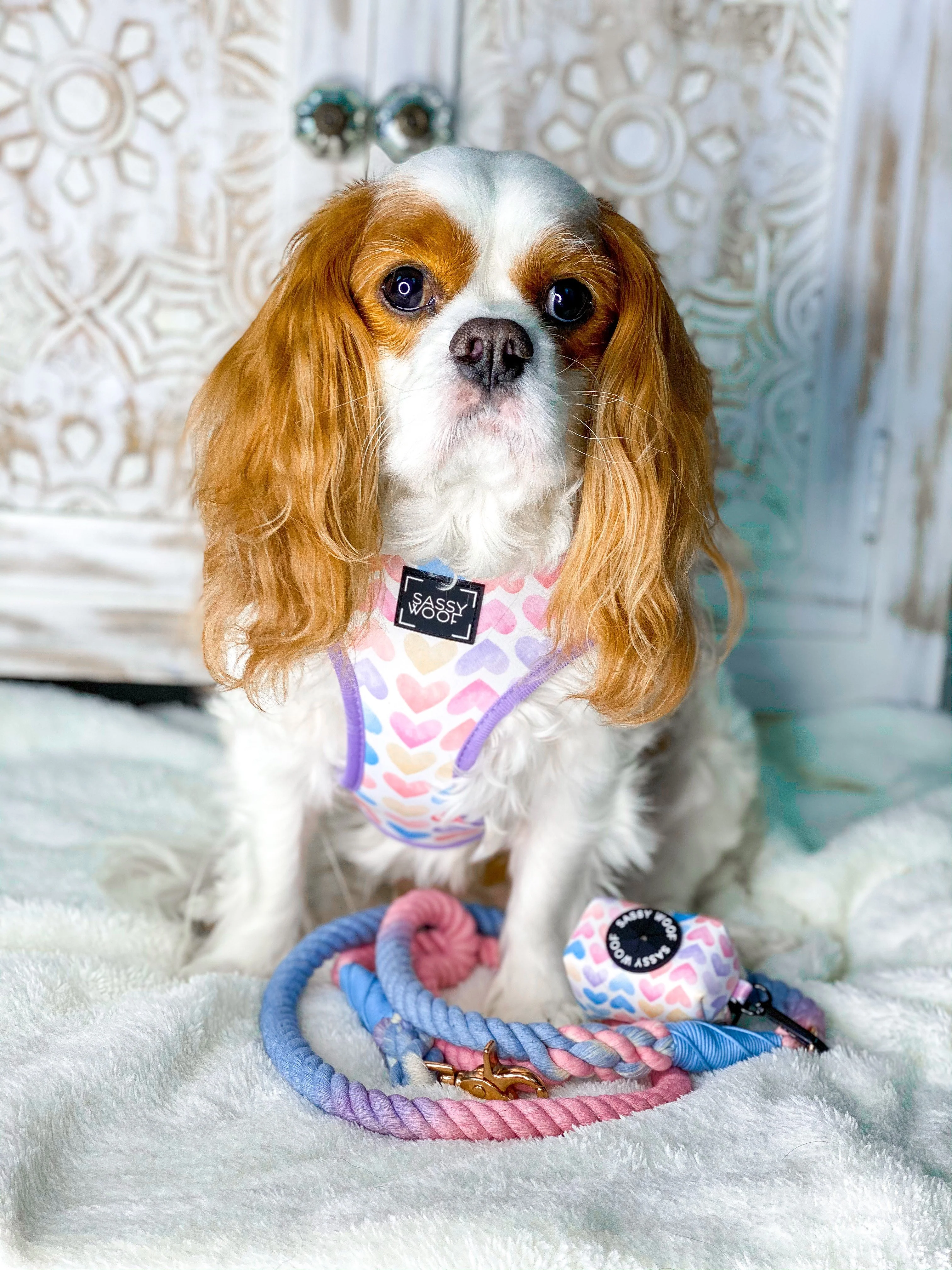 Dog Rope Leash - Victoria - Image 4