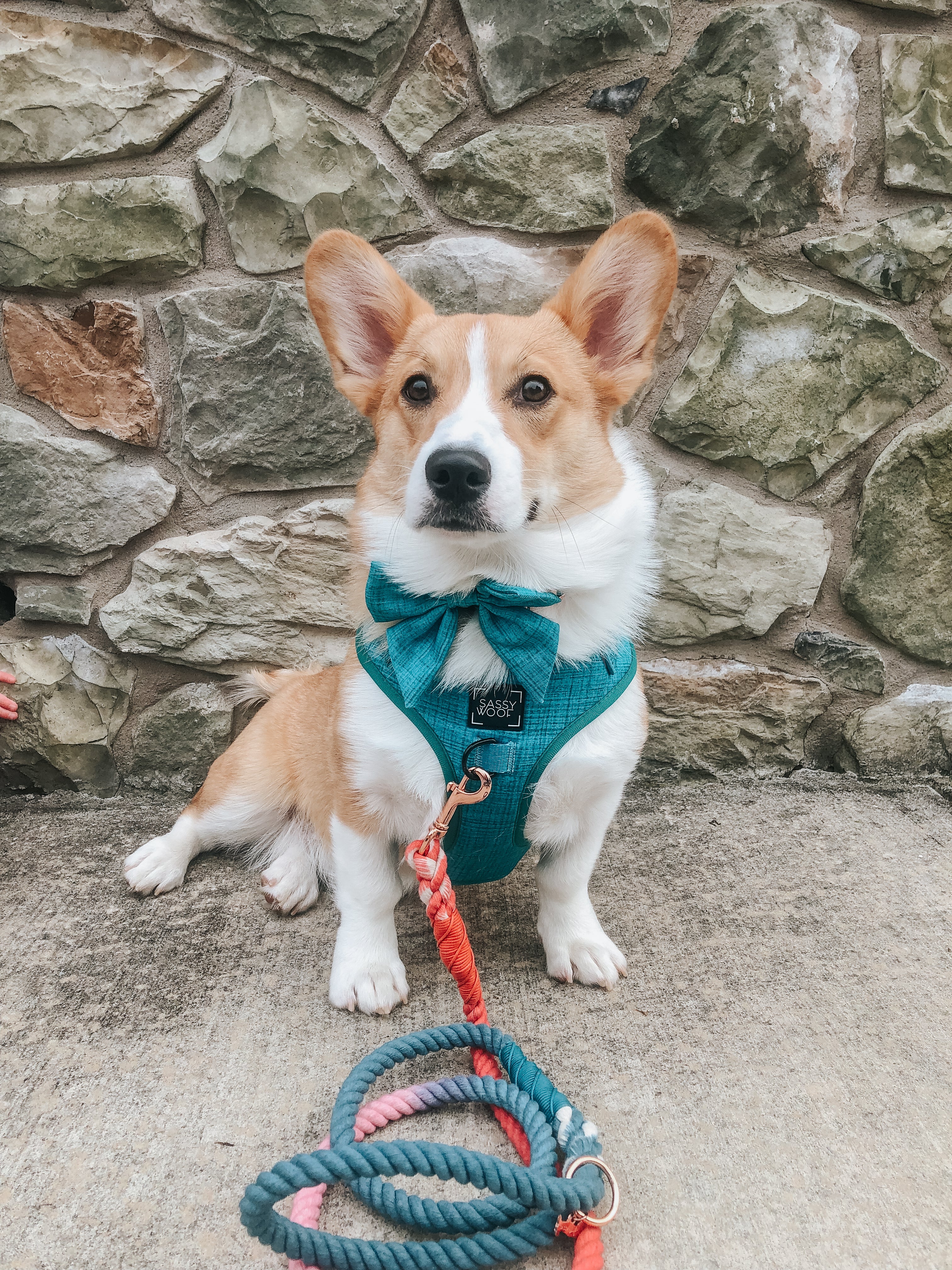 Dog Sailor Bow - Napa - Image 8