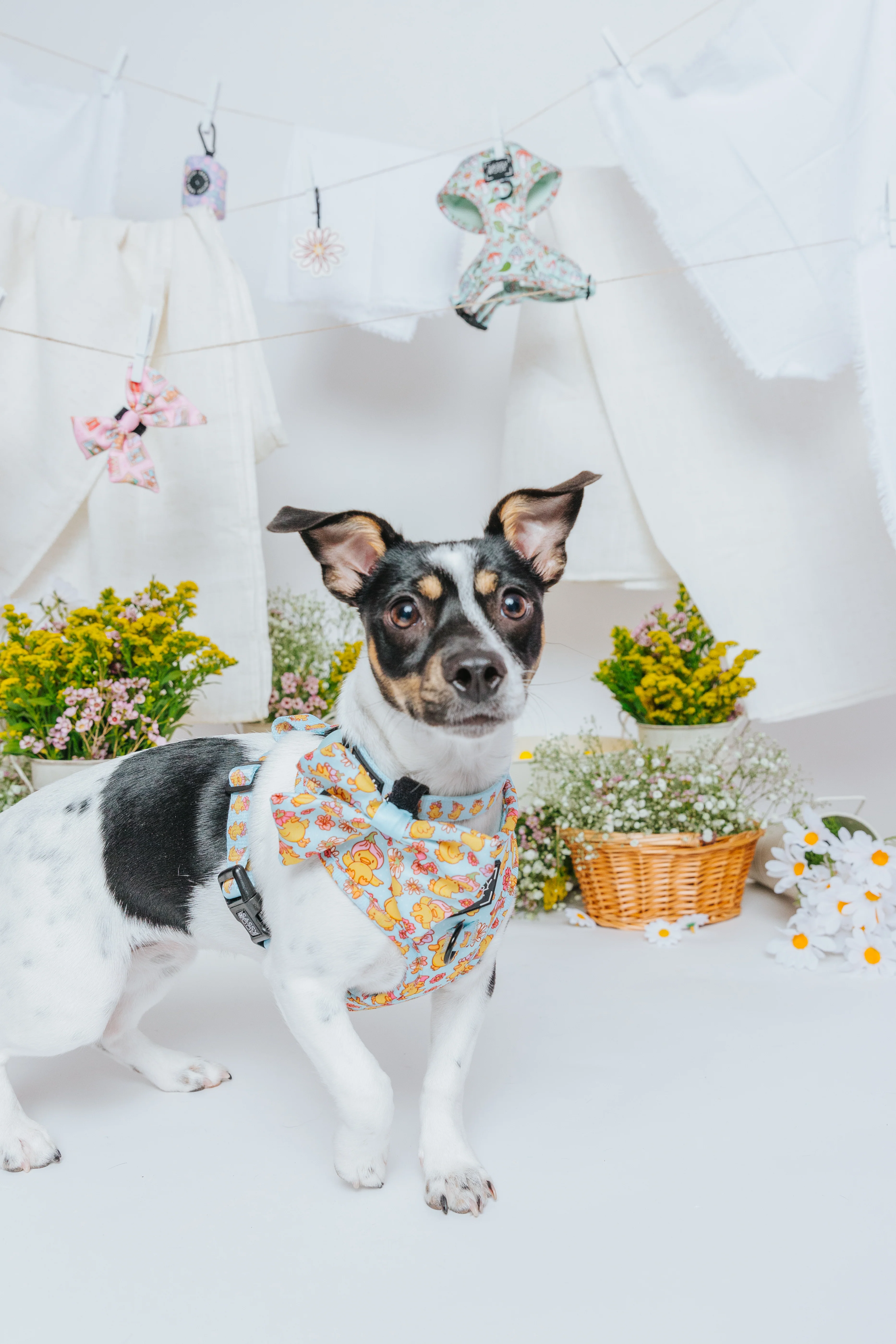 Dog Two Piece Bundle - Good Duck, Babe! - Image 18