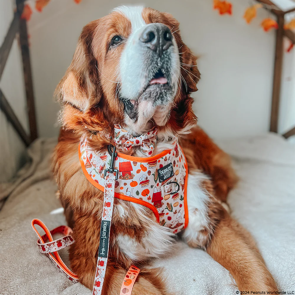 Dog Two Piece Bundle - Peanuts™ Harvest - Image 11