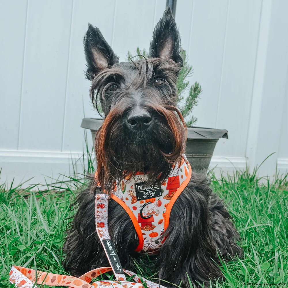 Dog Two Piece Bundle - Peanuts™ Harvest - Image 15