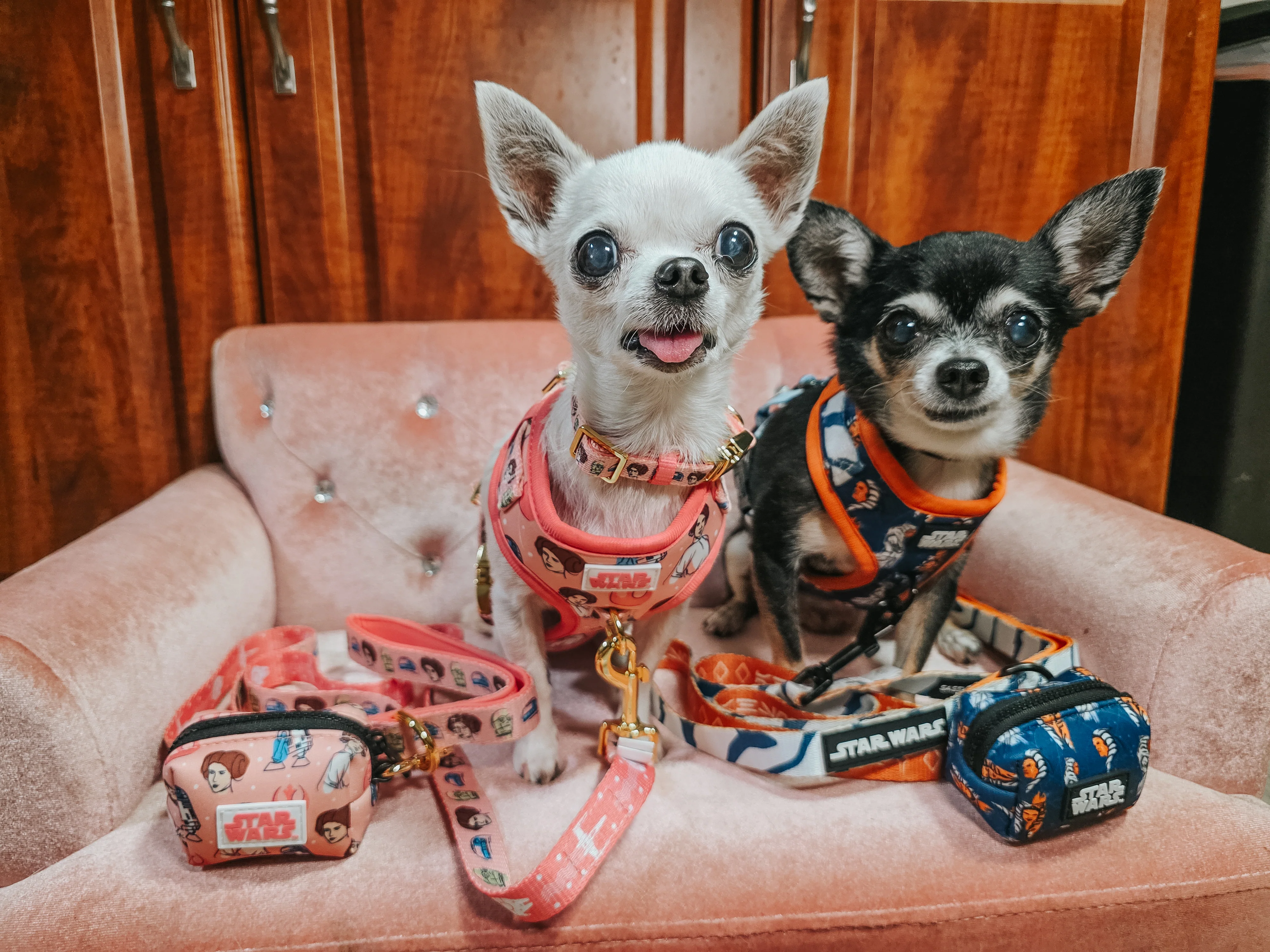 Dog Two Piece Bundle - STAR WARS™ Ahsoka - Image 15