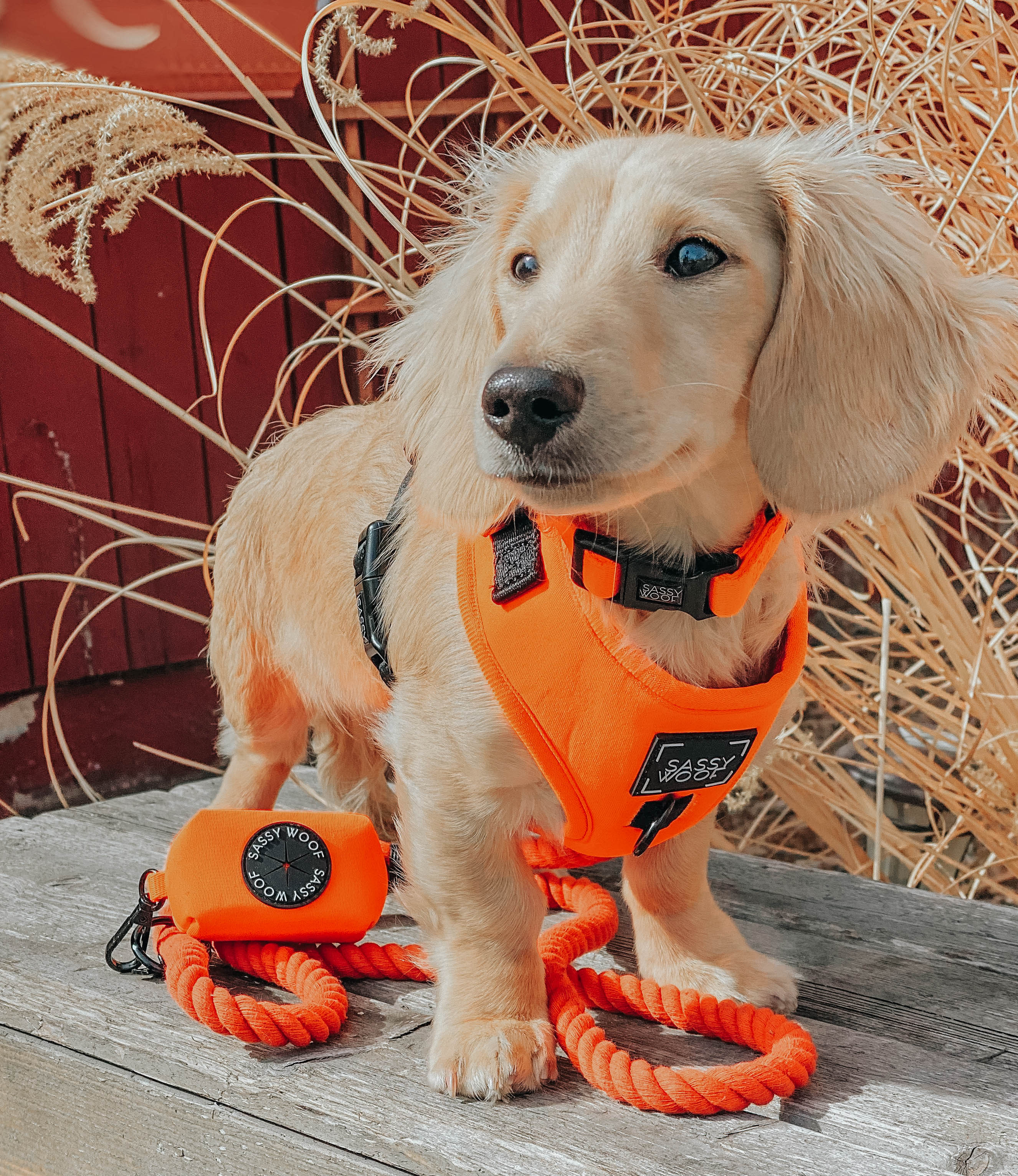 Dog Waste Bag Holder - Neon Orange - Image 4
