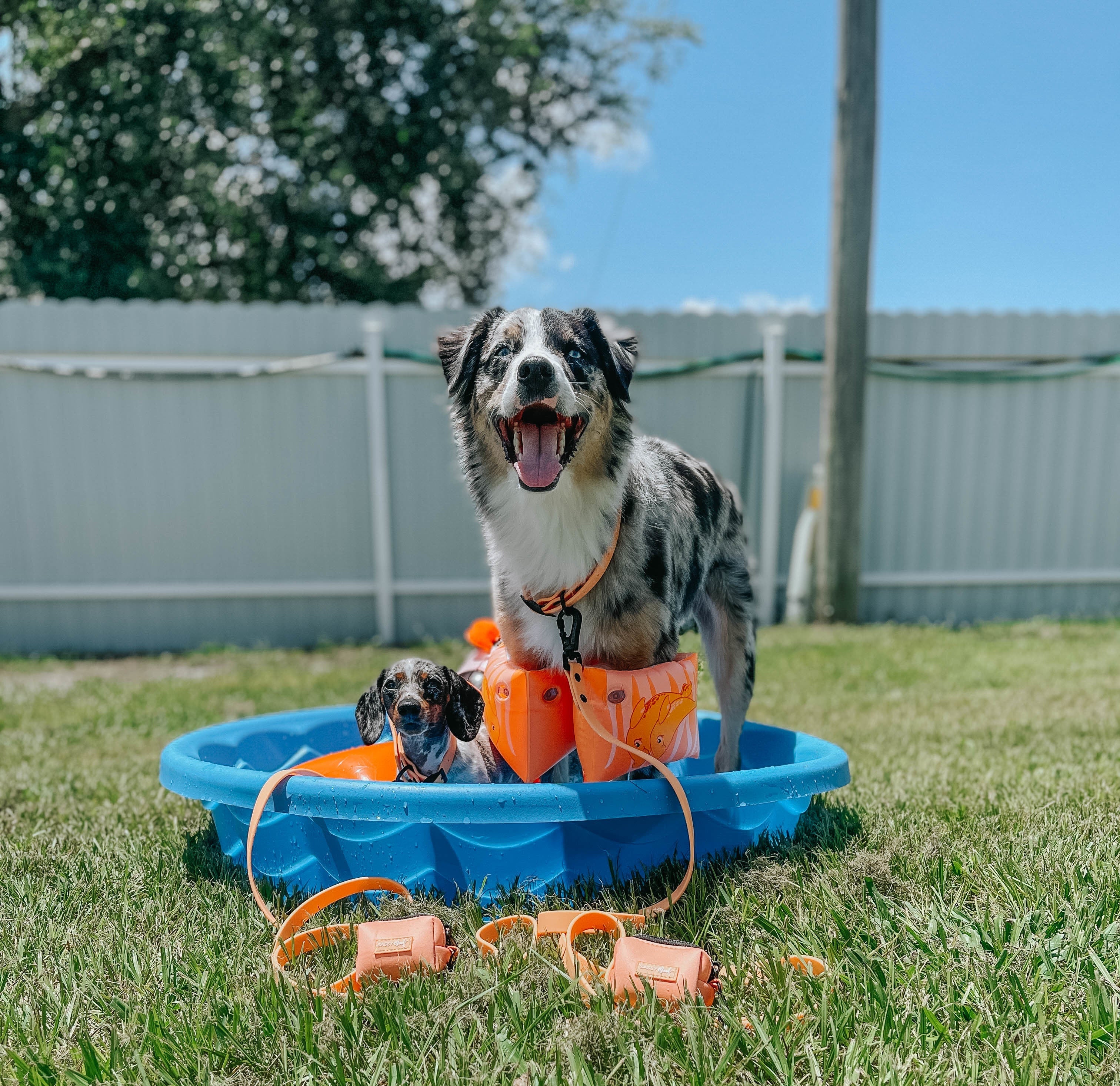 Dog Waste Bag Holder - Adventure Orange - Image 5